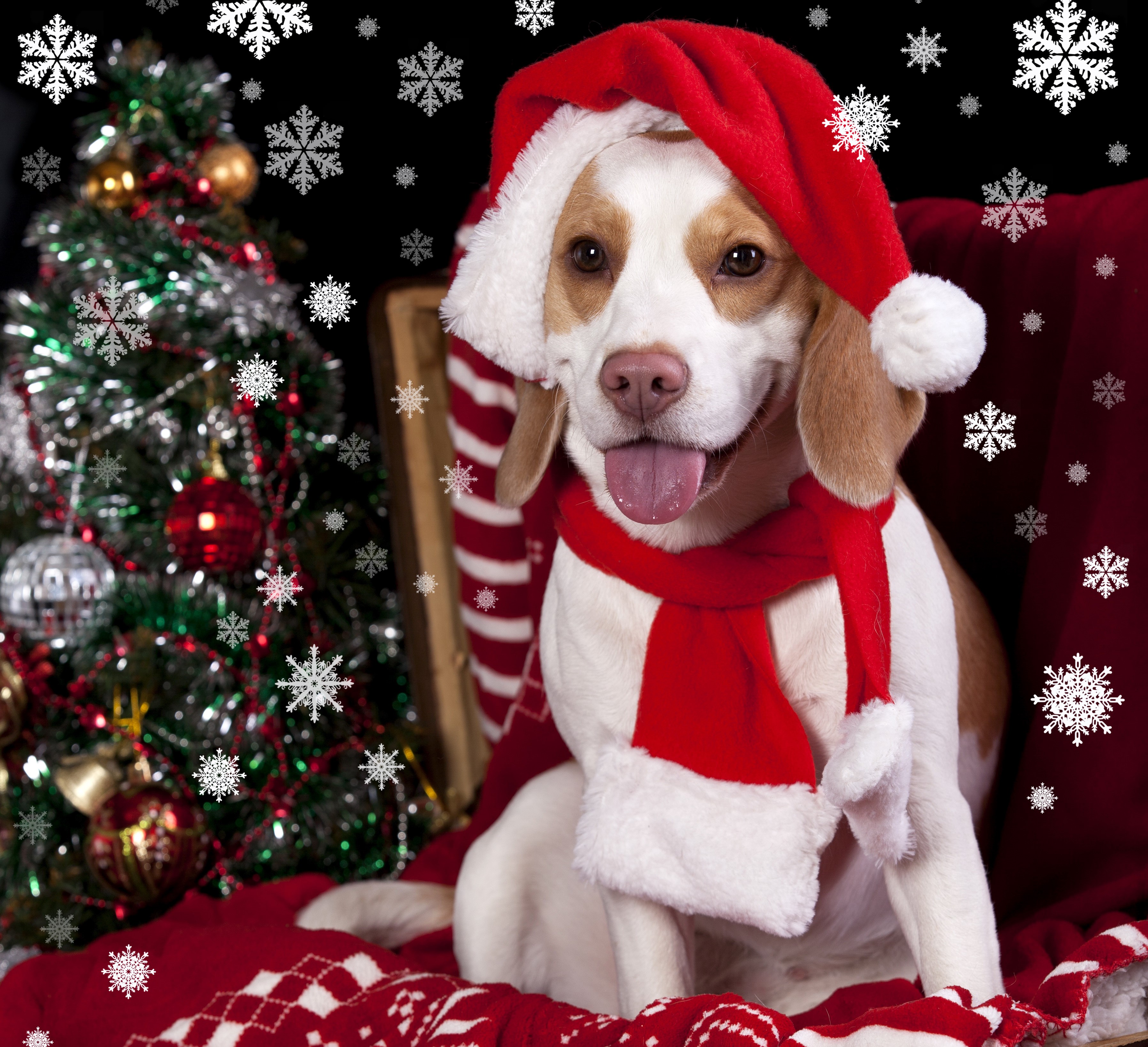 Beagle dog wearing a Santa hat and scarf with Christmas tree HD Wallpaper