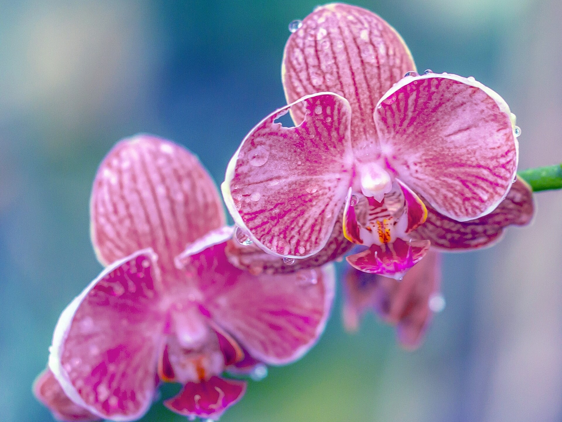 Pink orchids with water drops HD Wallpaper