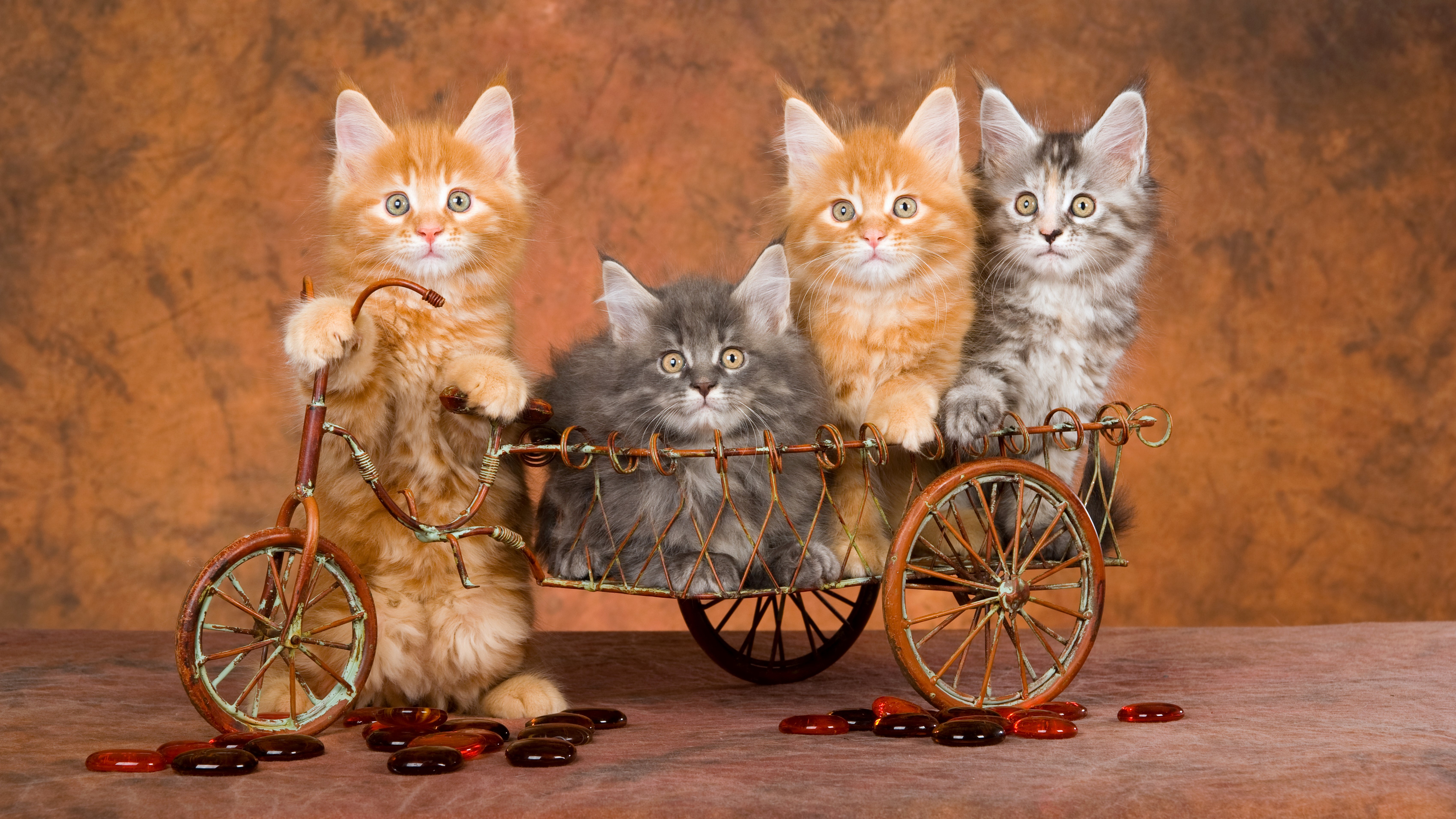 4K Image of Four Adorable Kittens on Bicycle HD Wallpaper
