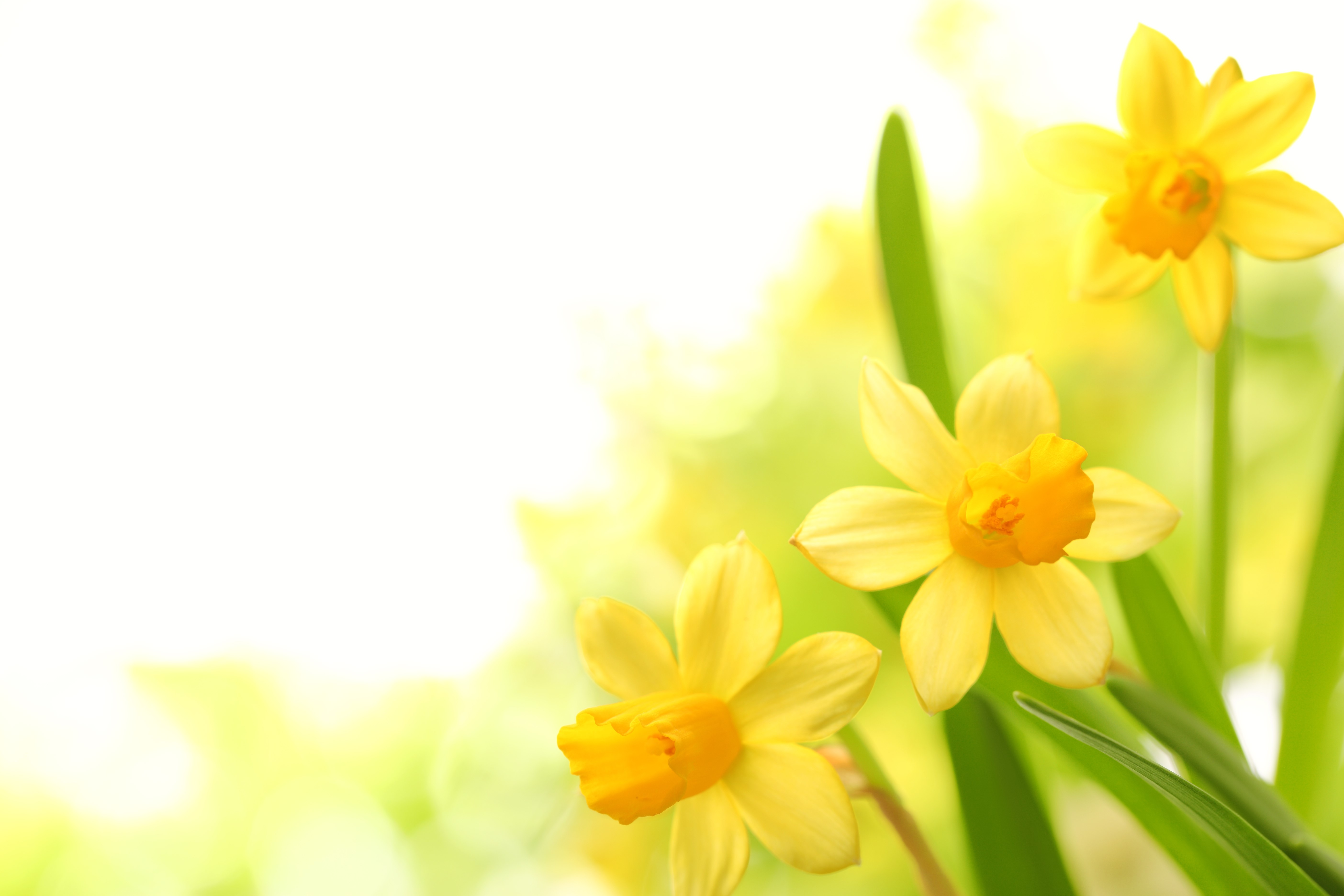 Yellow Daffodils with Green Stems and Leaves HD Wallpaper