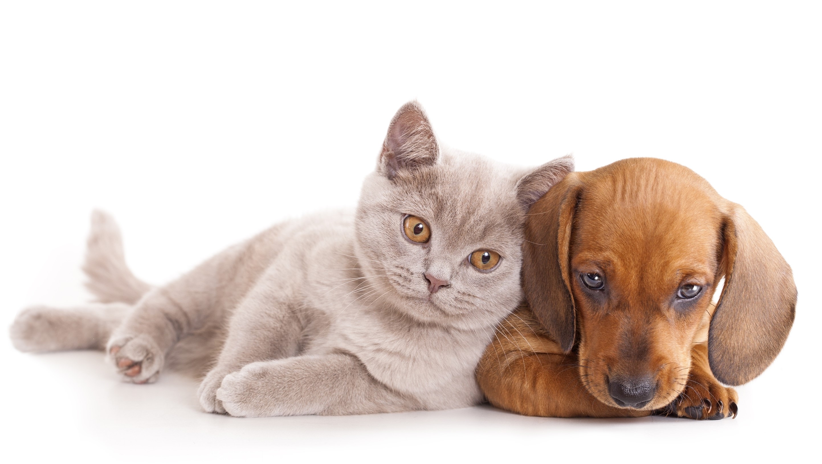 British Shorthair kitten and Dachshund puppy HD Wallpaper