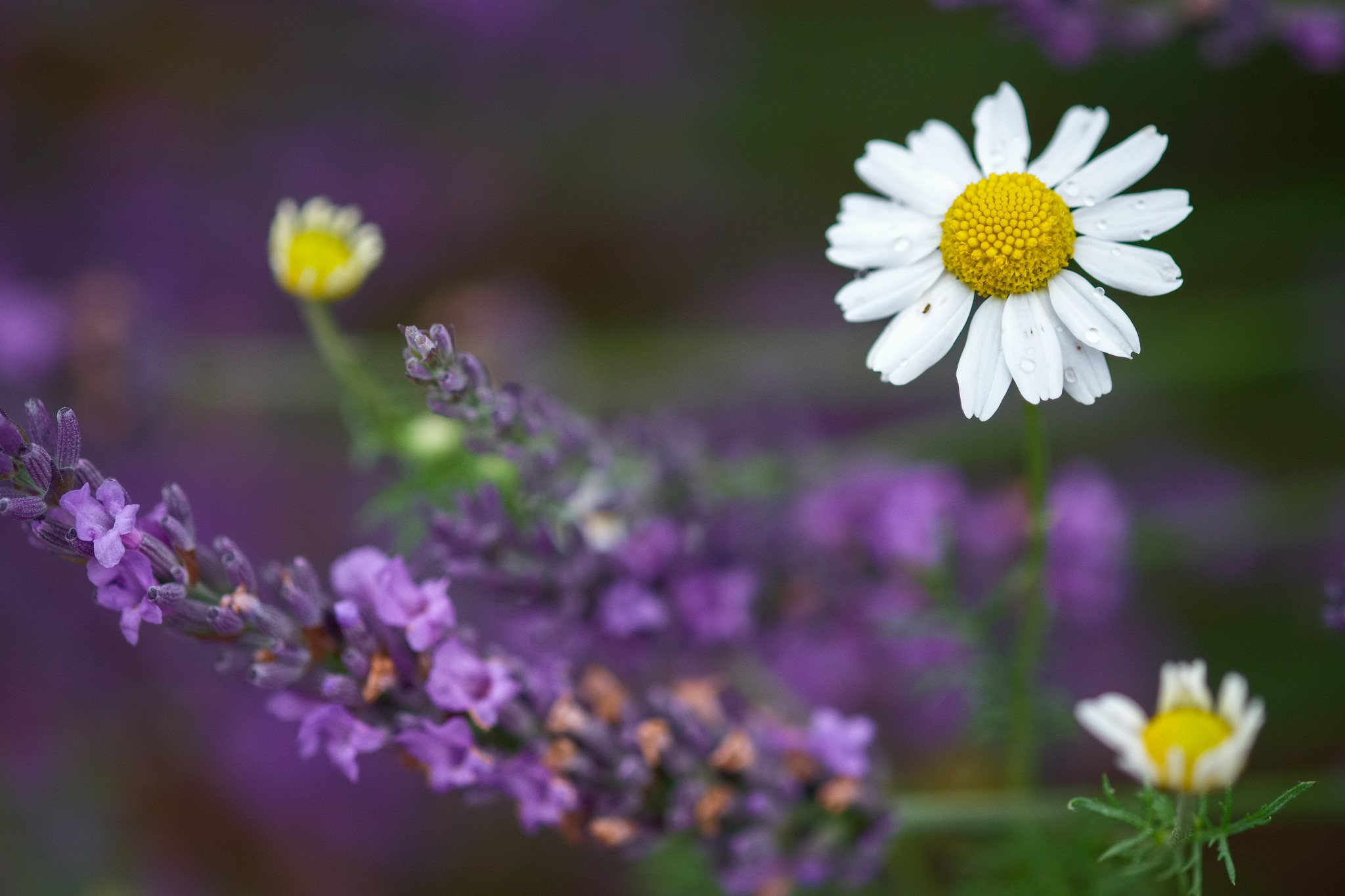 Chamomile and Lavender Flowers HD Wallpaper