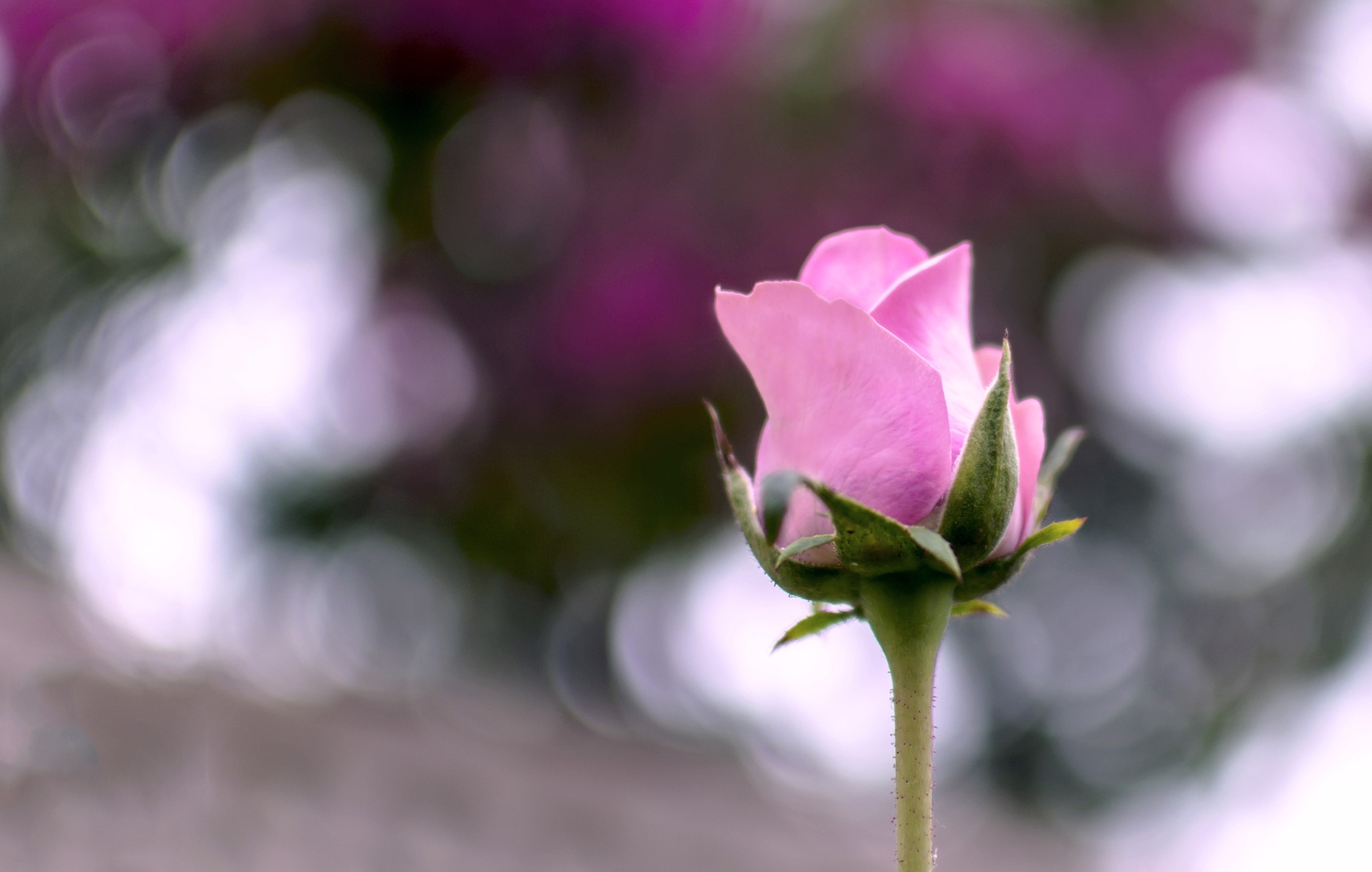 Pink rose bud with bokeh background HD Wallpaper