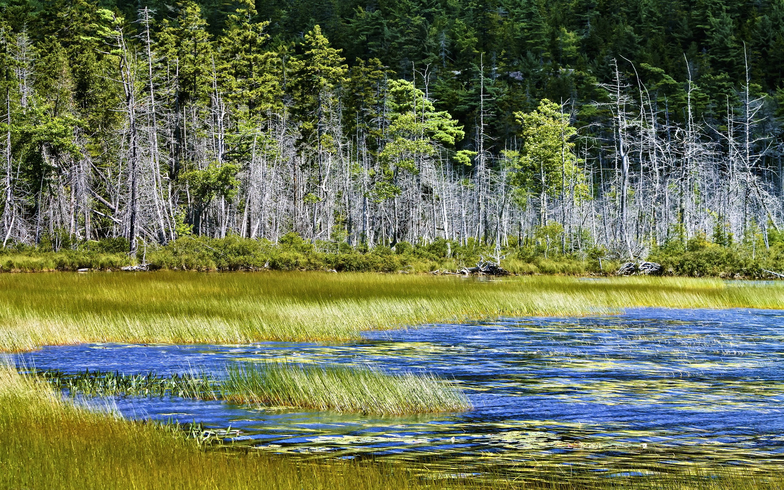 A lake with tall trees and reeds HD Wallpaper