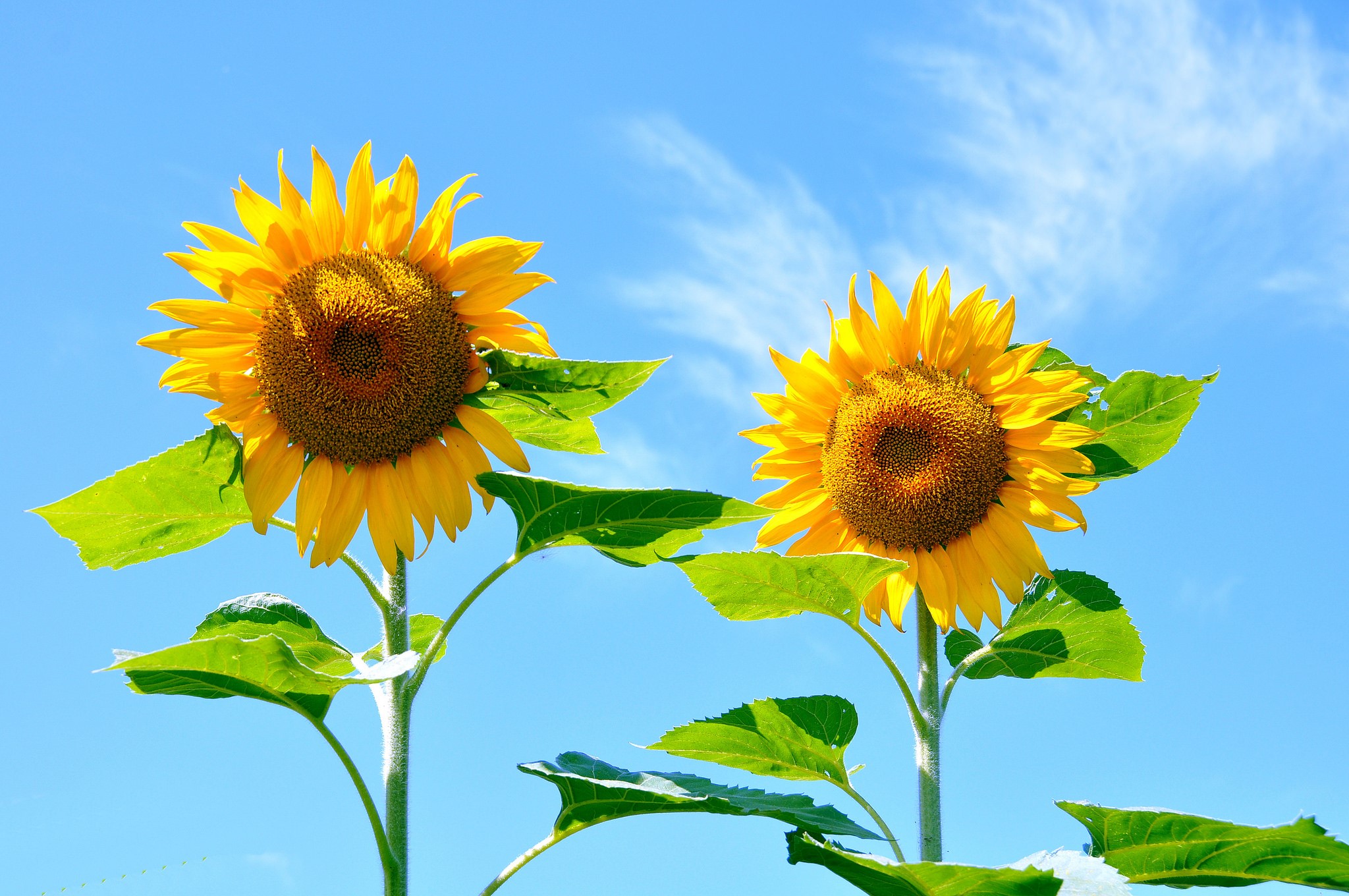 Two sunflowers against a blue sky HD Wallpaper