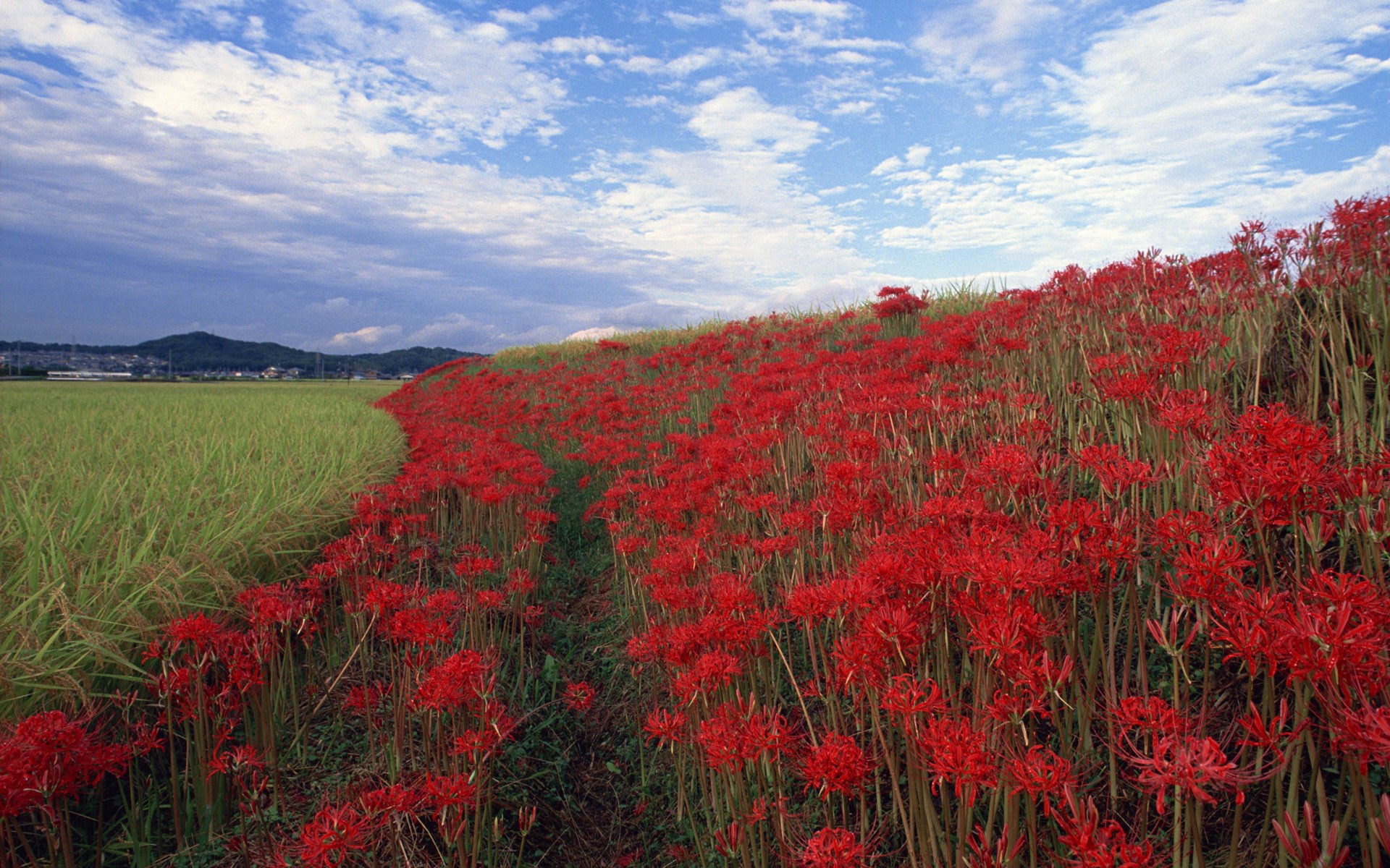 Field of red spider lilies under a cloudy sky HD Wallpaper