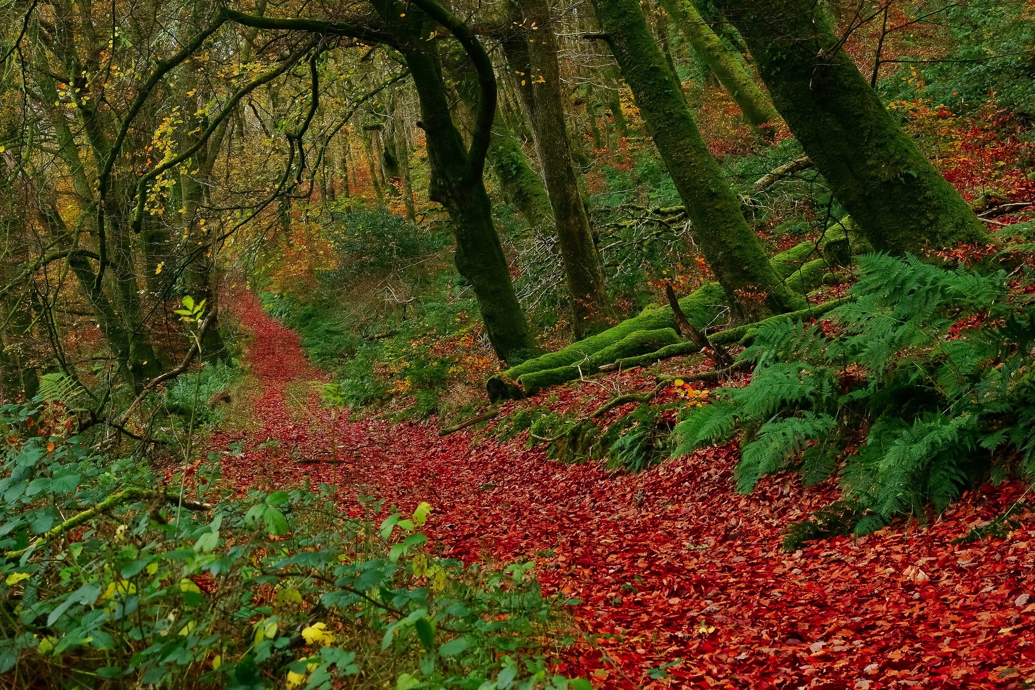 Autumn forest path covered in red leaves HD Wallpaper