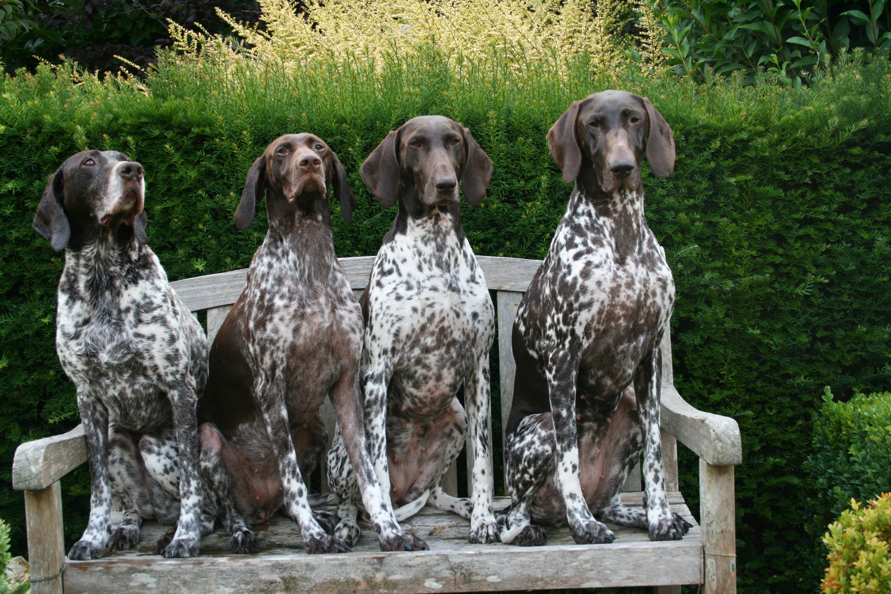 Four German Shorthaired Pointers sitting on a bench HD Wallpaper