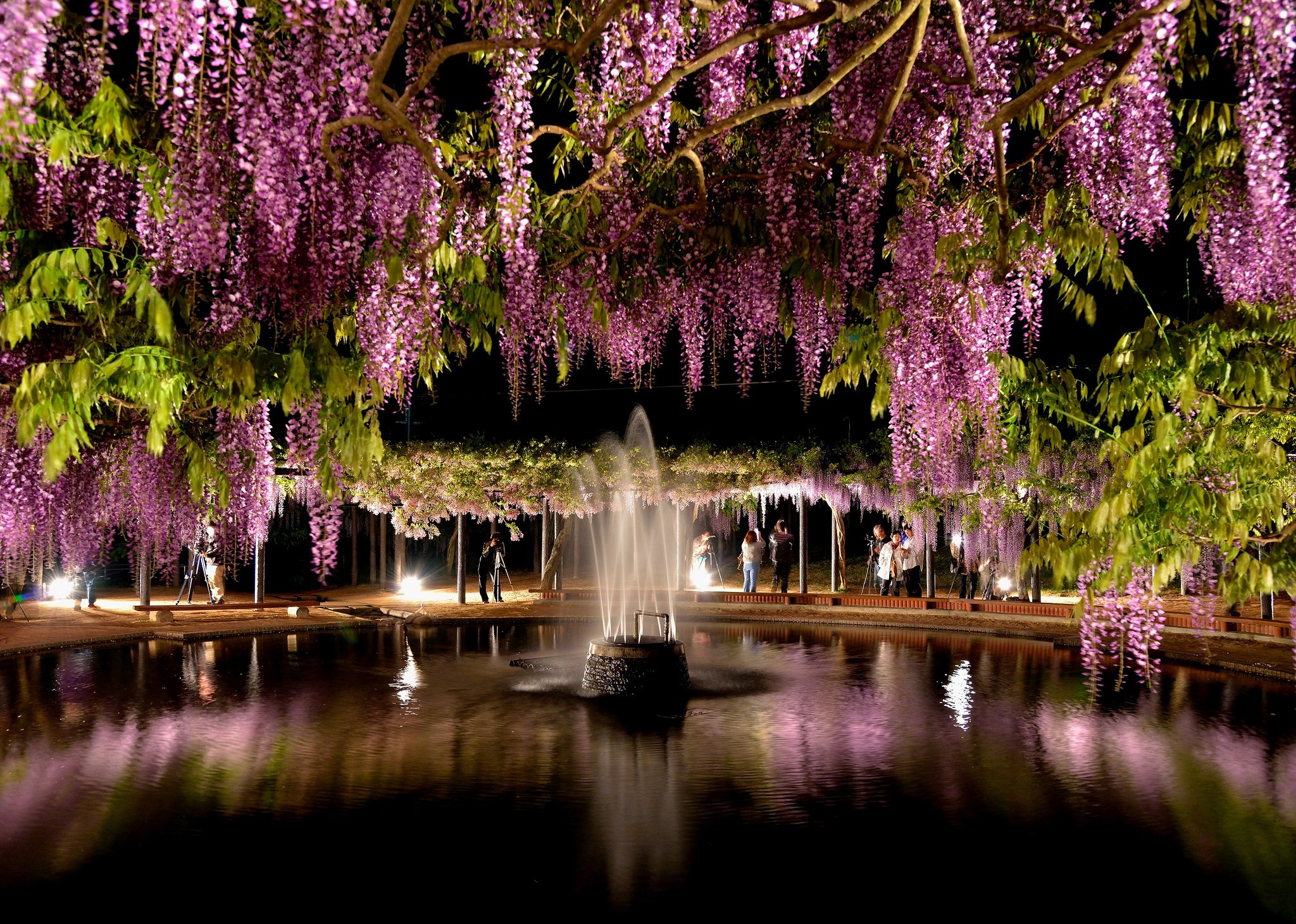 Fountain and Wisteria in a Park at Night HD Wallpaper