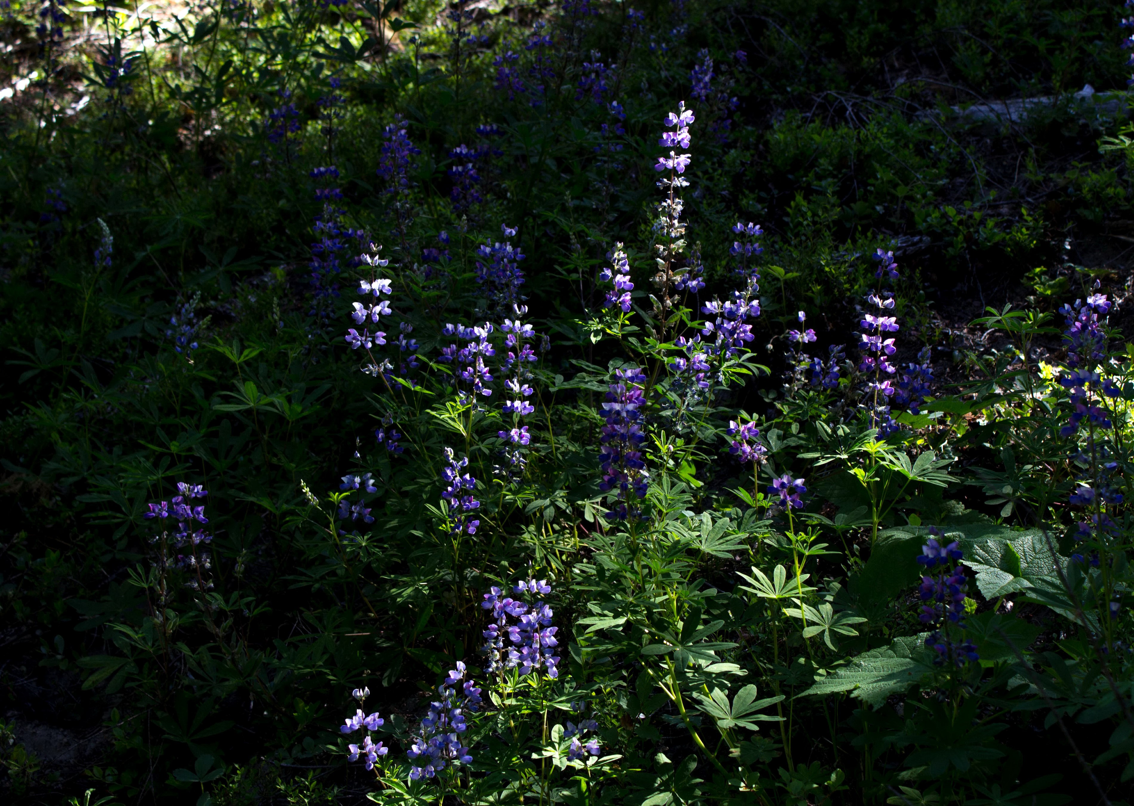 Purple lupine flowers in a forest HD Wallpaper