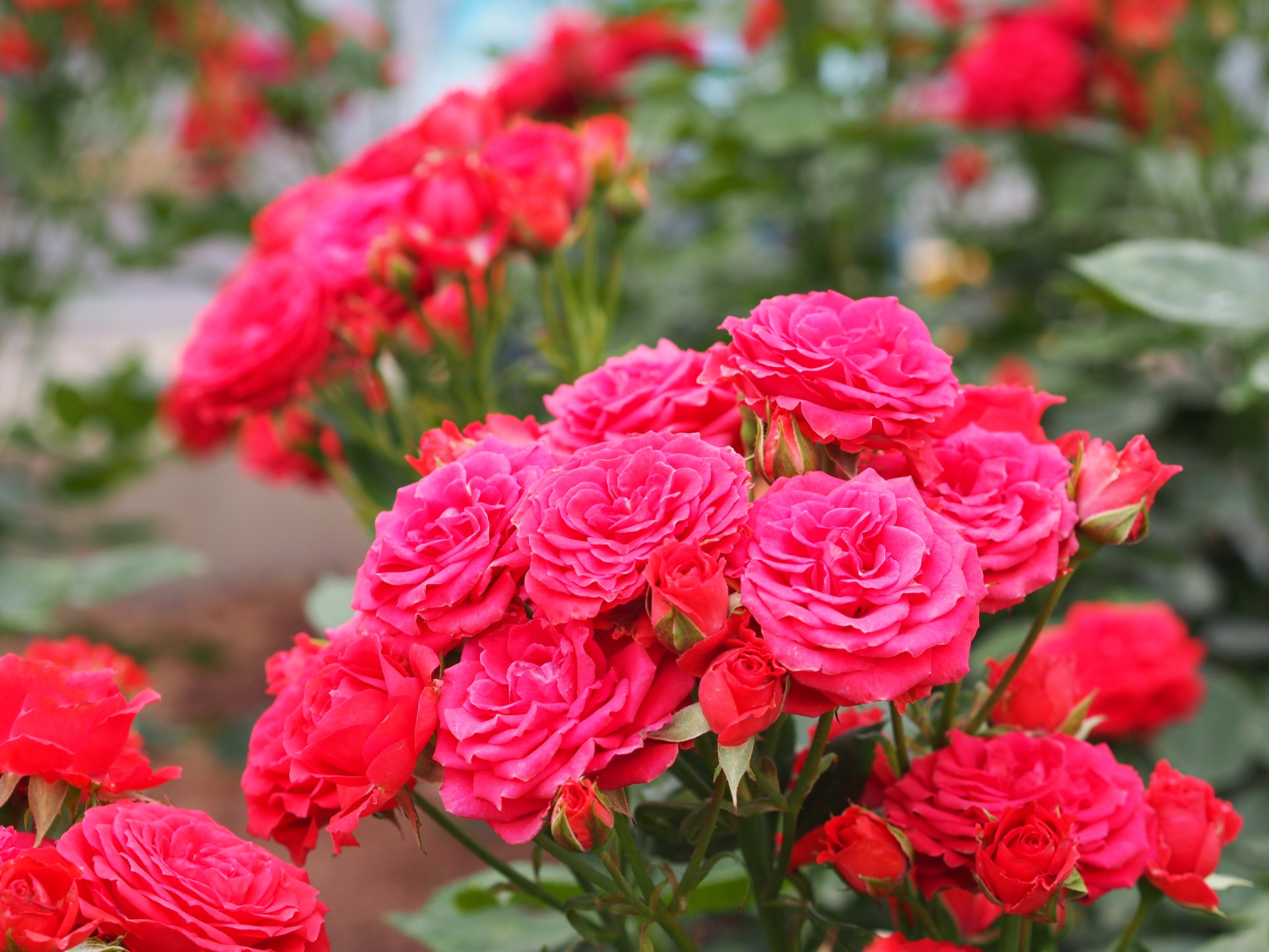 Close-up of vibrant pink and red roses HD Wallpaper