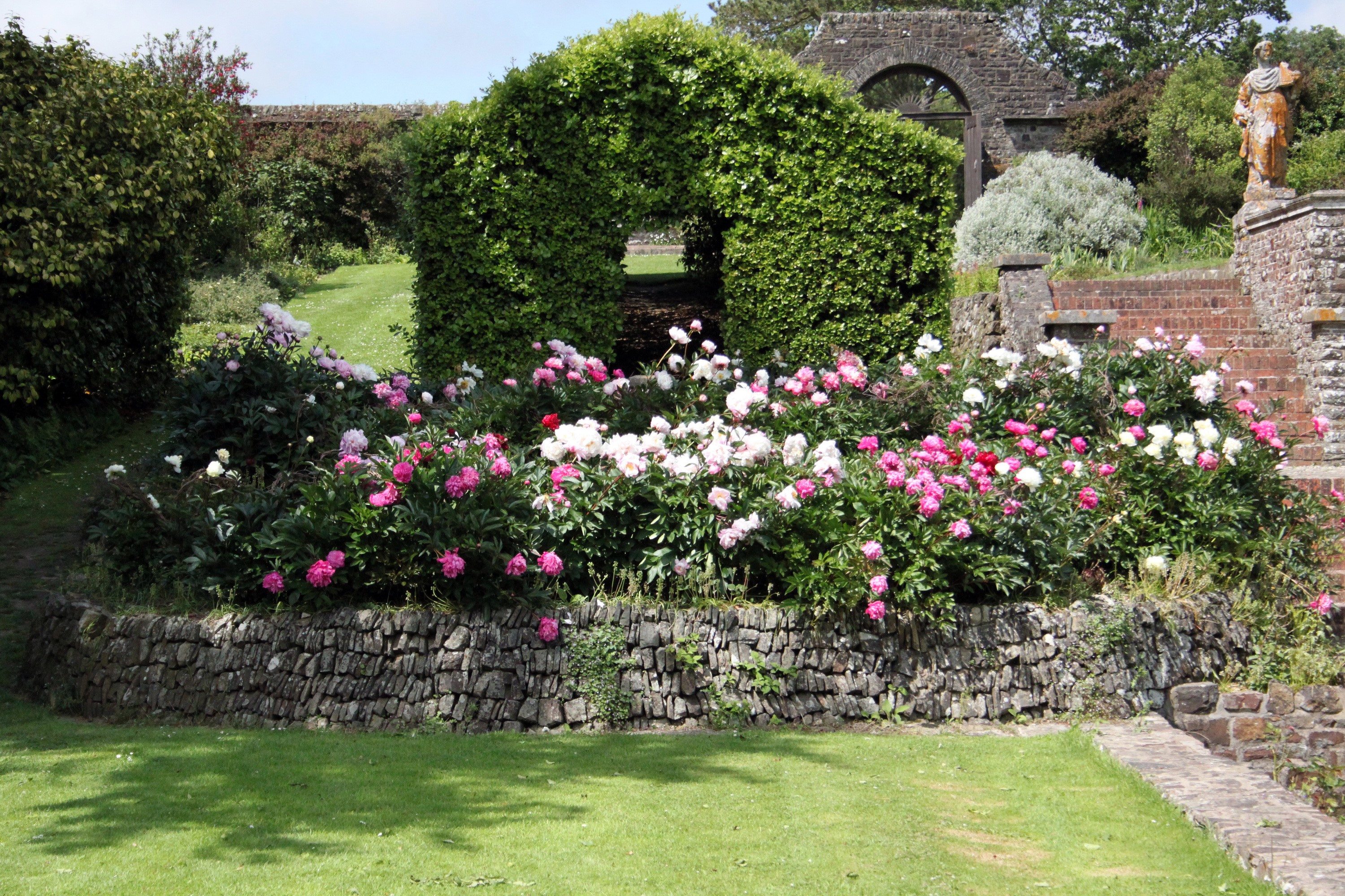 Peonies in a garden at Tapeley Park, Devon, United Kingdom HD Wallpaper