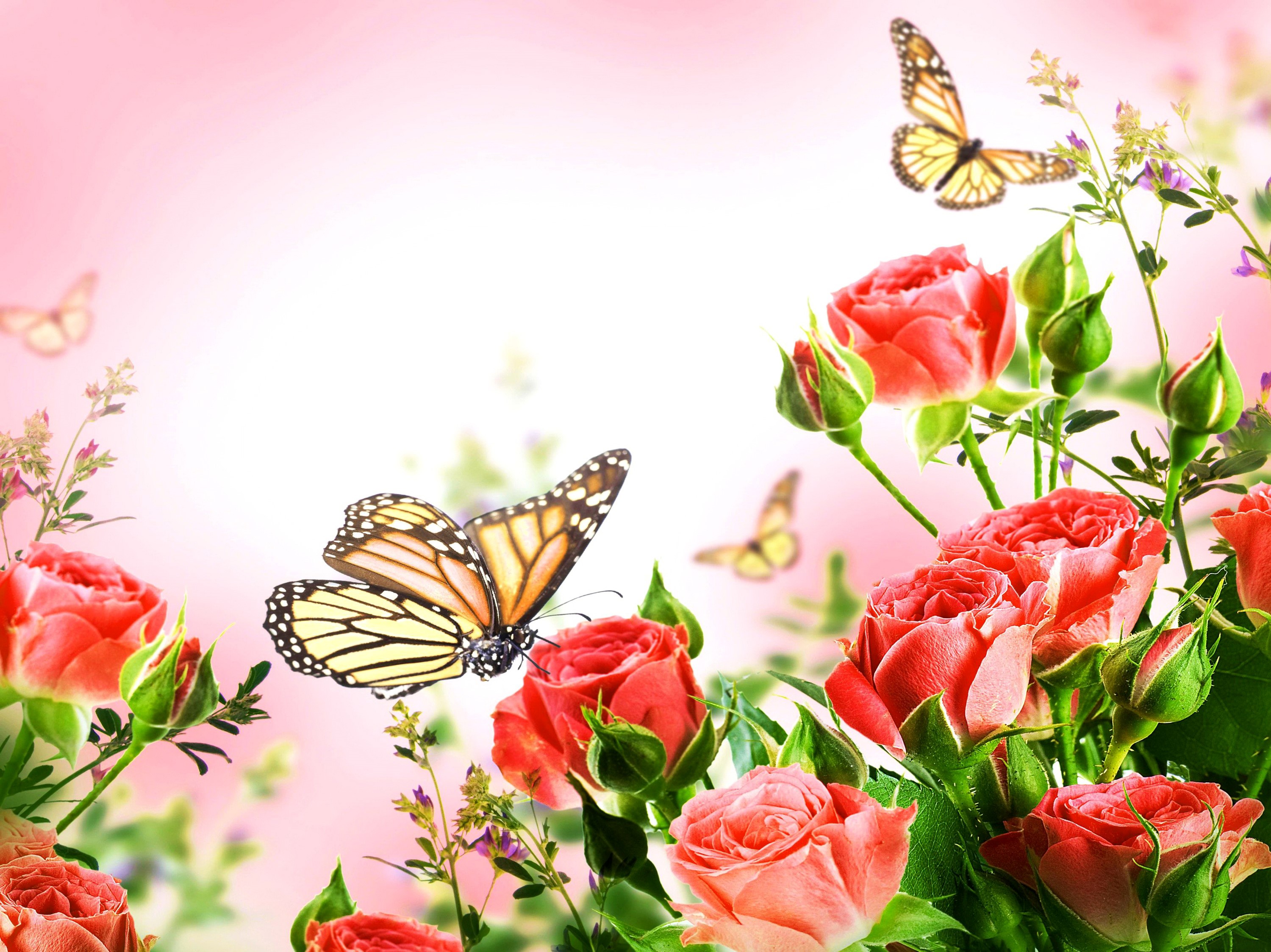 Monarch butterflies and red roses HD Wallpaper