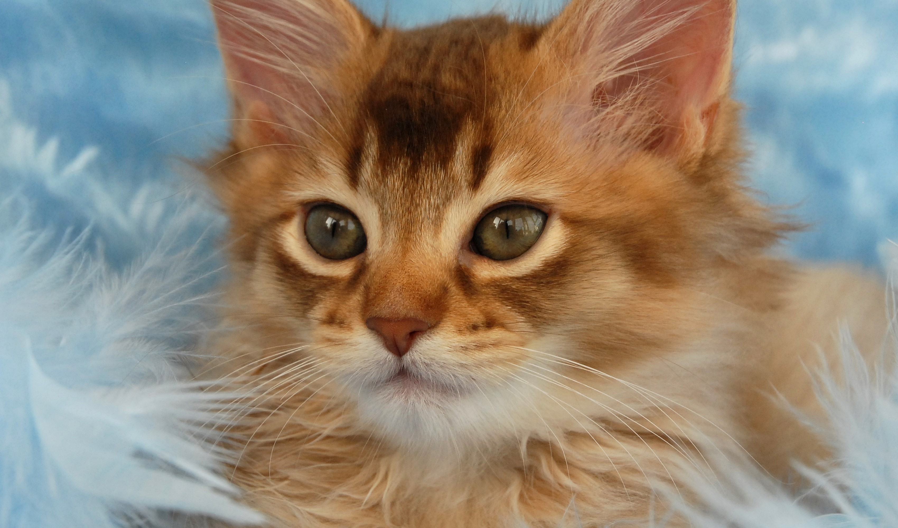 Close-up of a ginger kitten's face HD Wallpaper