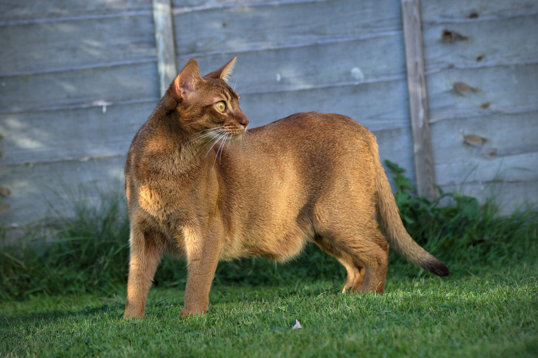 Abyssinian cat standing on grass in front of a wooden fence HD Wallpaper