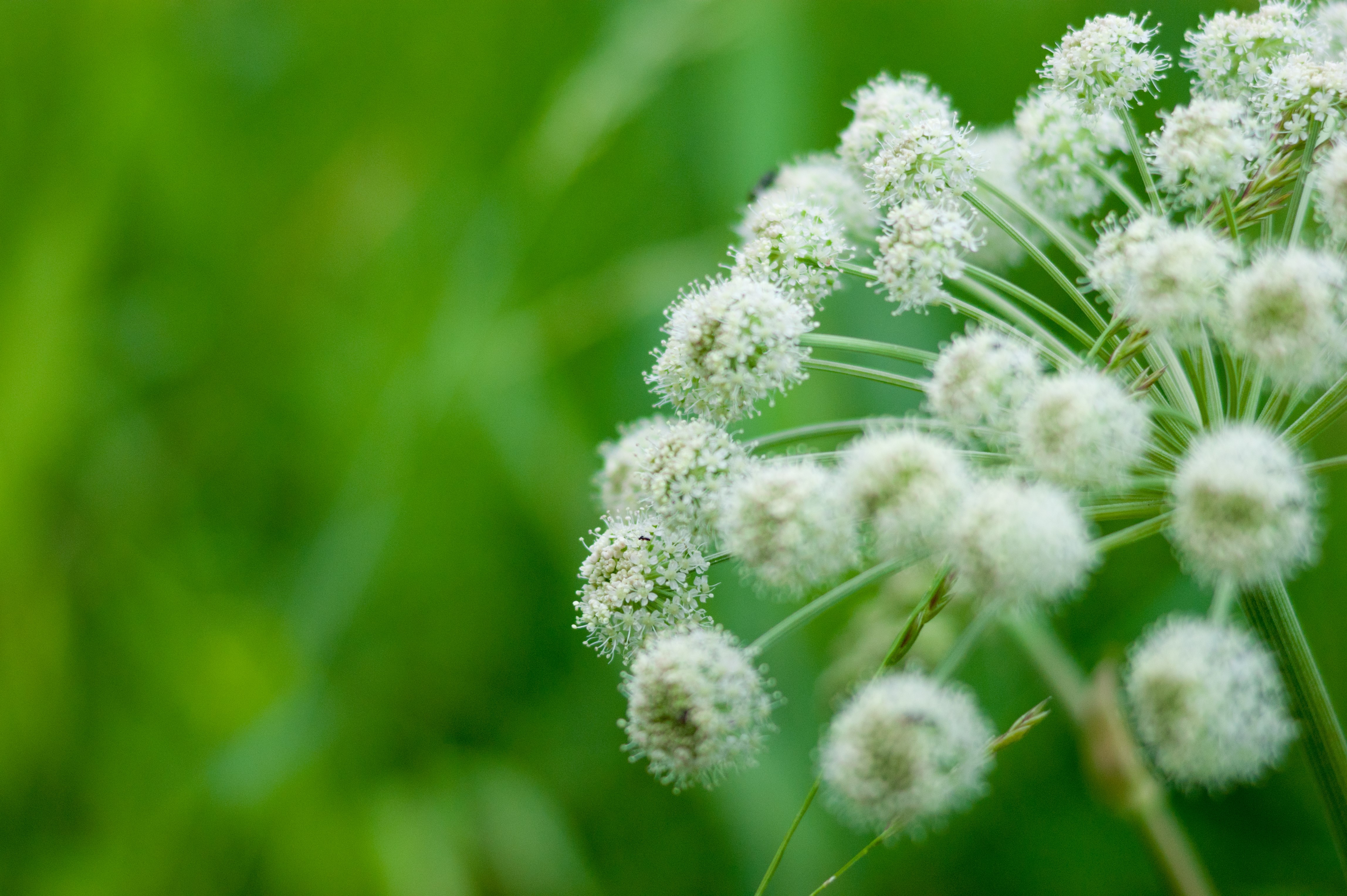 White flowers with green background HD Wallpaper