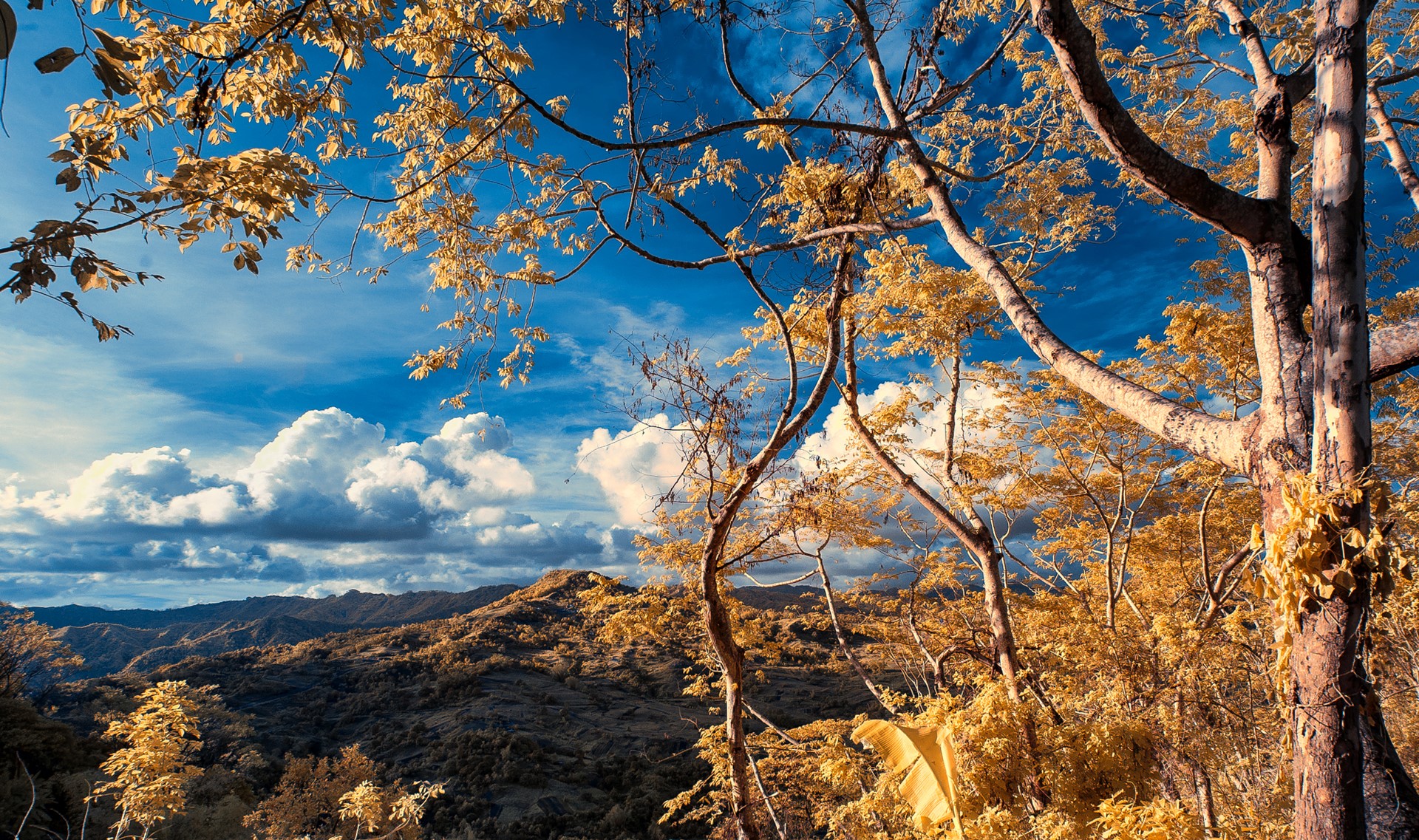 Autumn trees against a blue sky with mountains HD Wallpaper