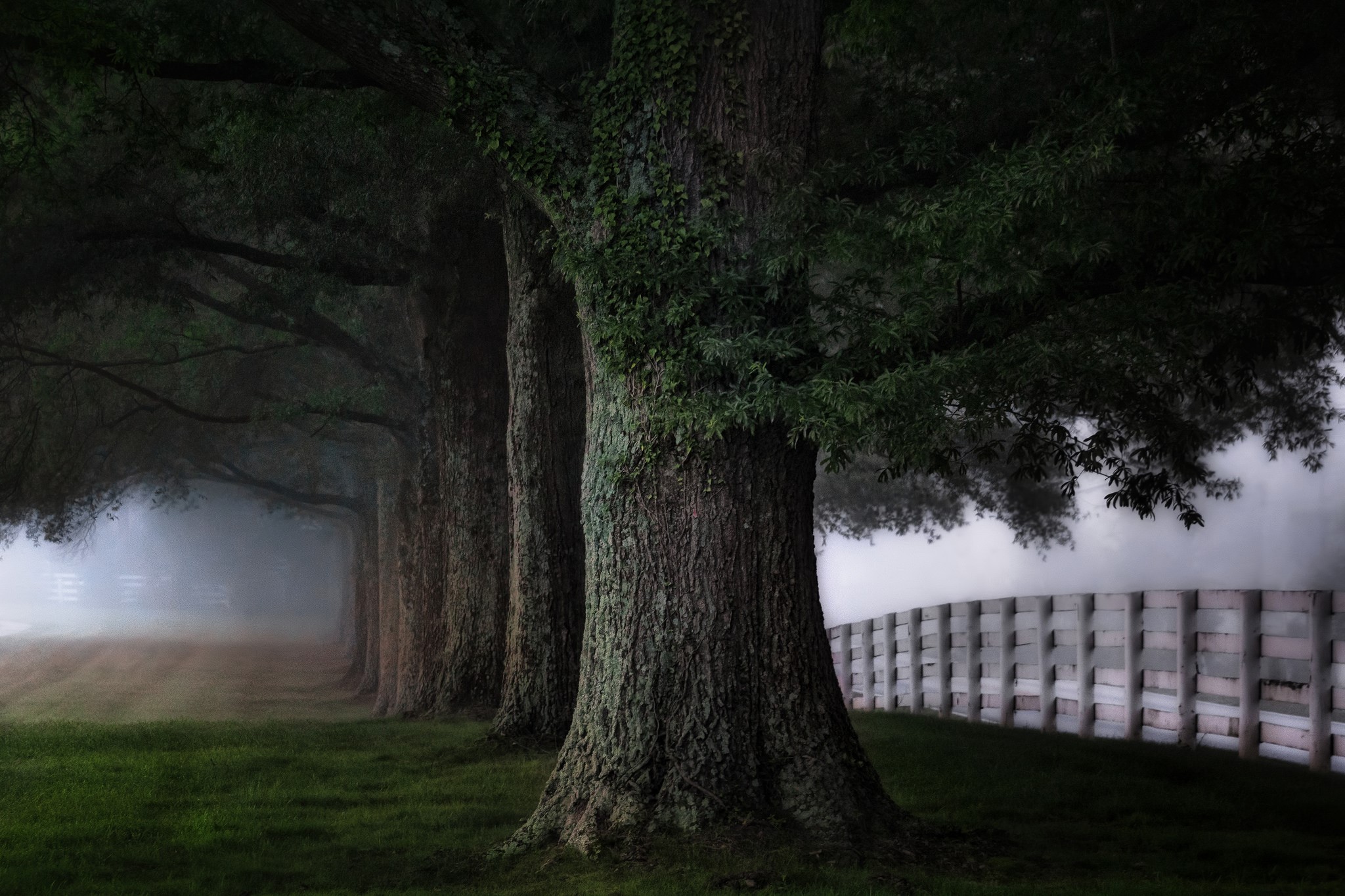 Trees in fog with a wooden fence HD Wallpaper