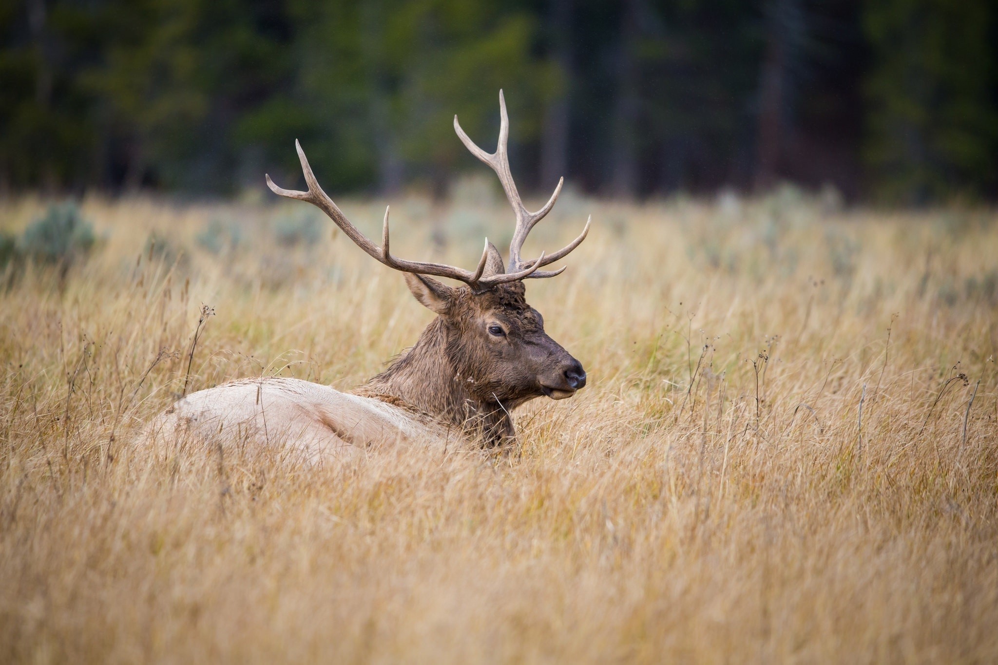 Elk with large antlers lying in dry grass HD Wallpaper