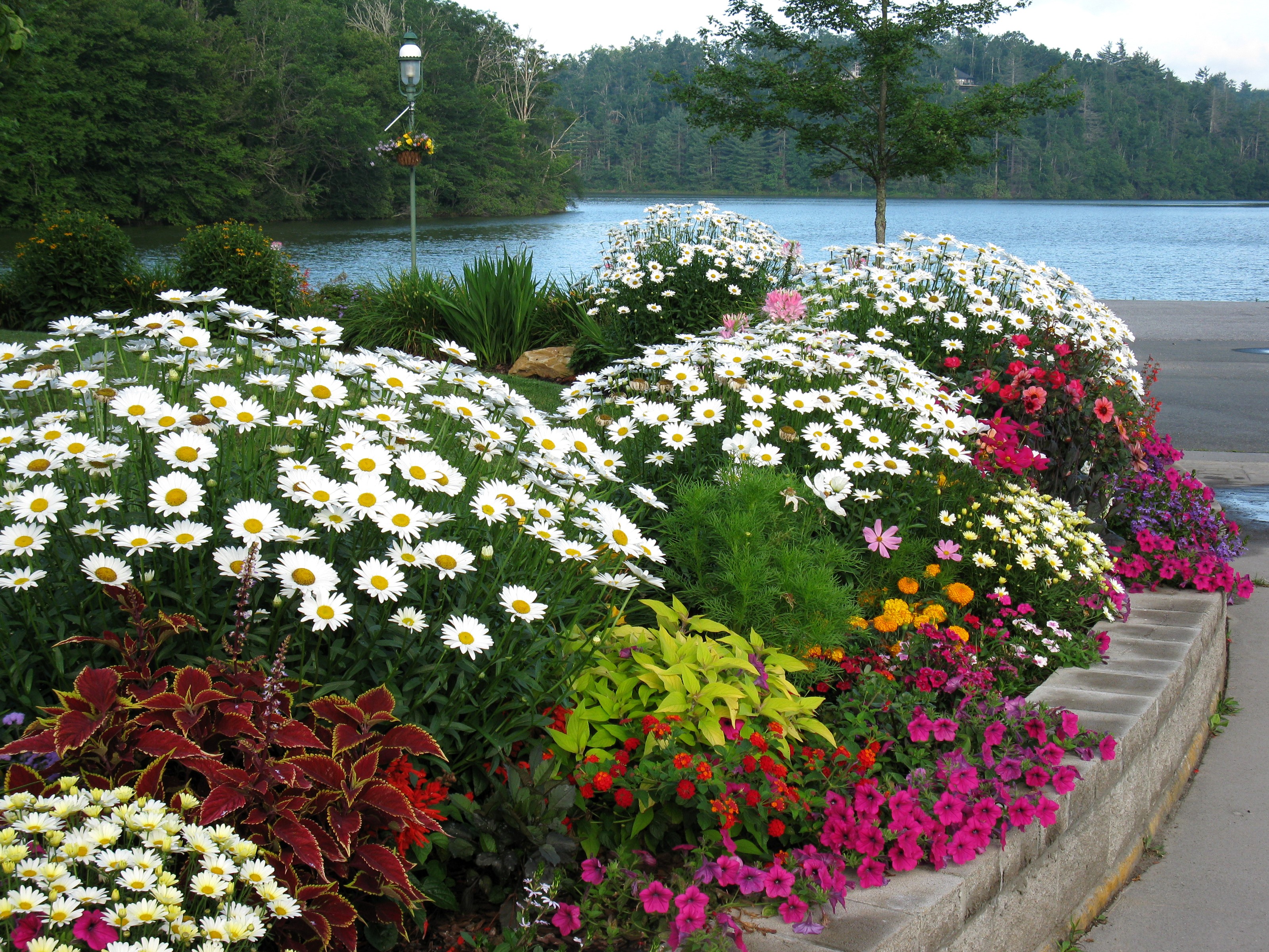 Flower bed with daisies, petunias, and coleus by a lake HD Wallpaper
