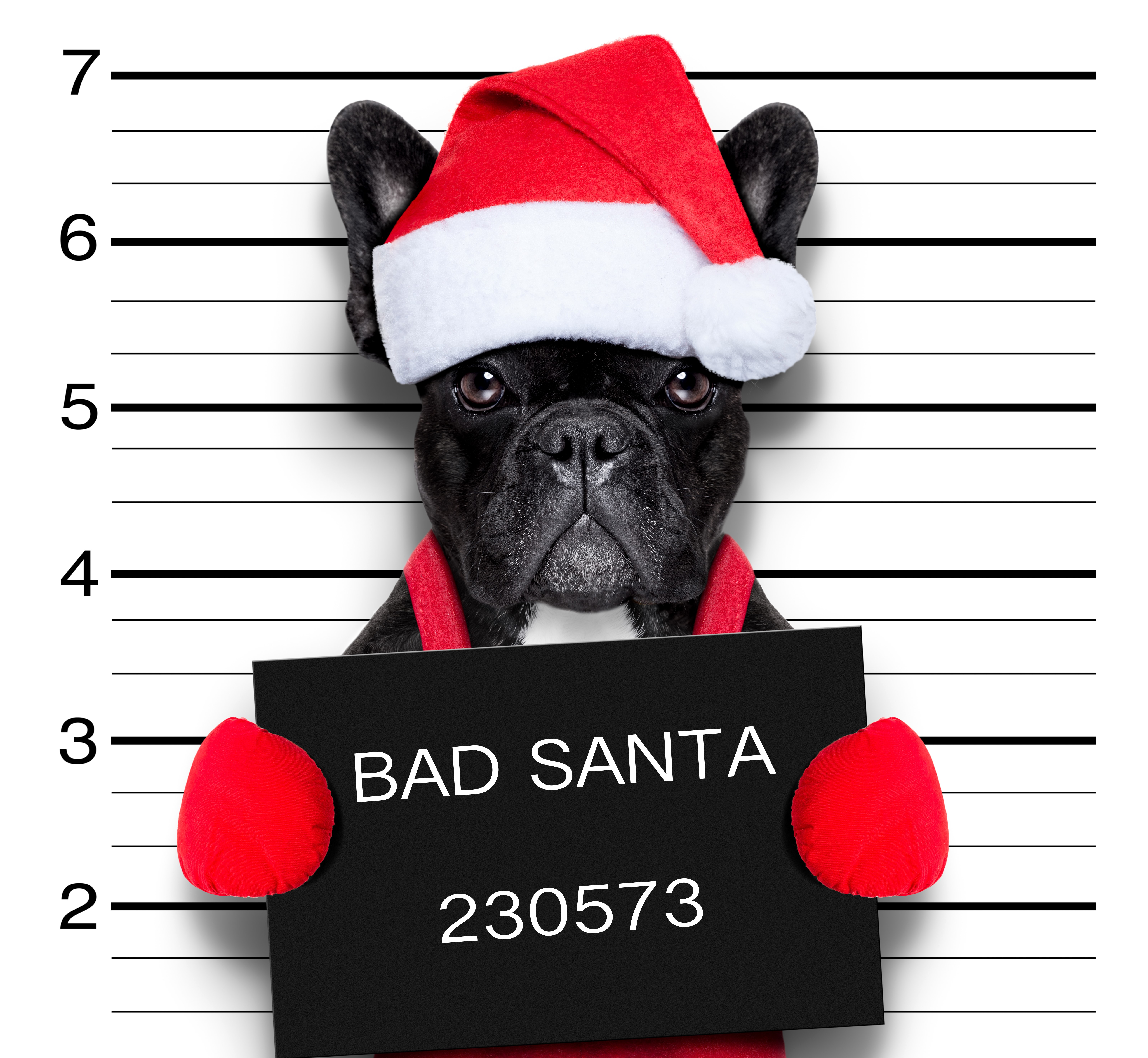 French Bulldog in Santa Hat Mugshot HD Wallpaper