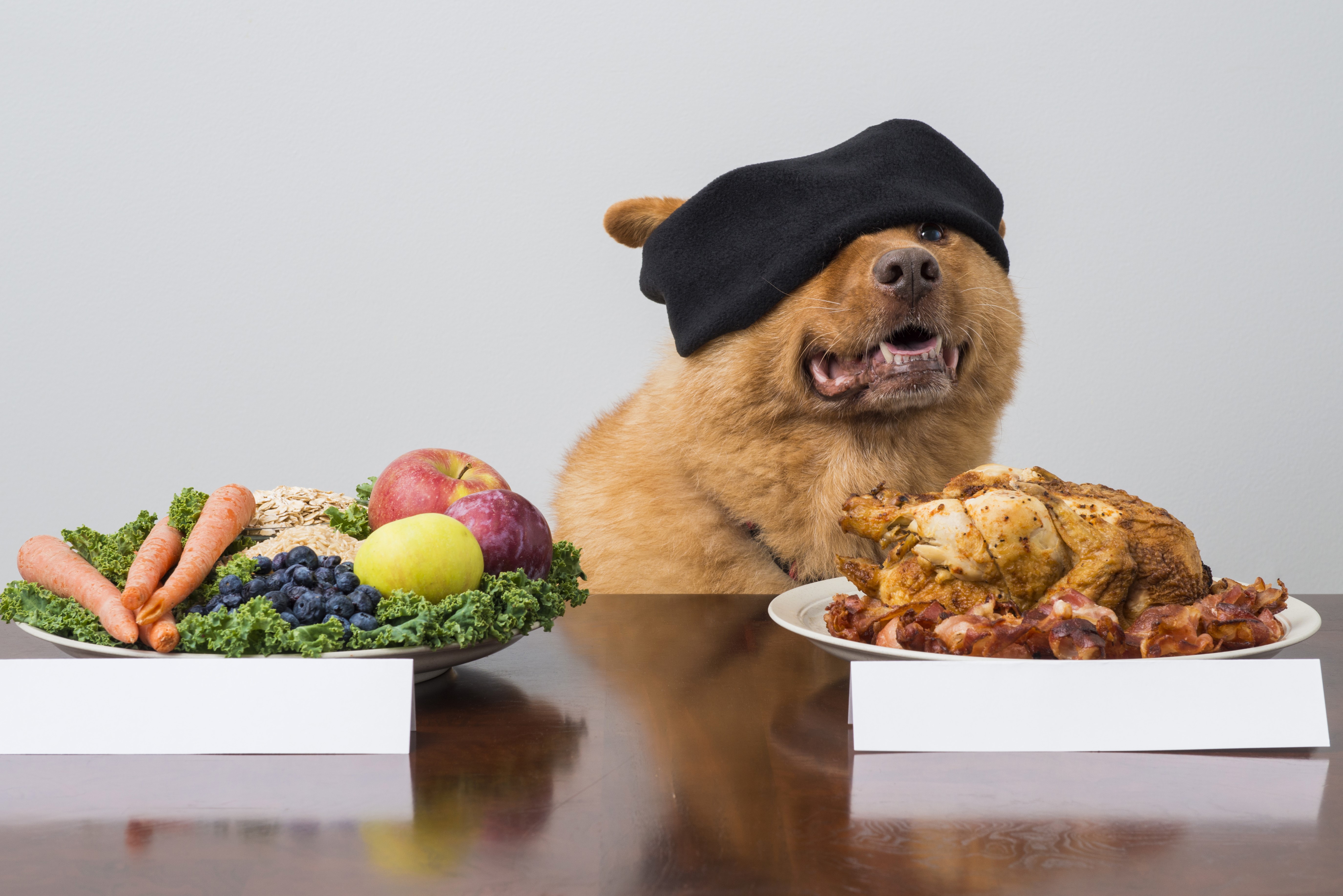 Dog wearing blindfold chooses between healthy food and roast chicken HD Wallpaper
