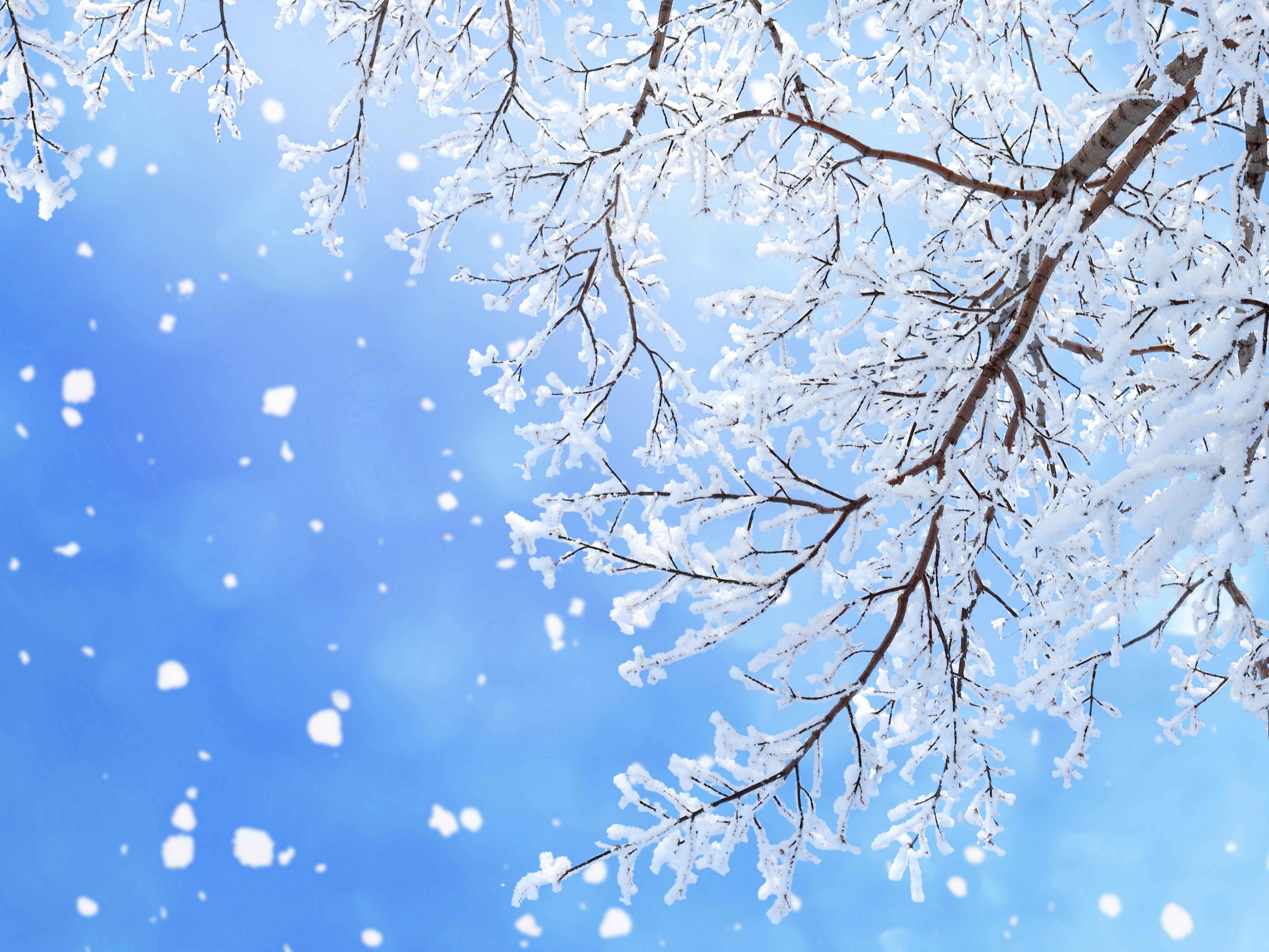 Winter branches covered in snow with falling snowflakes HD Wallpaper