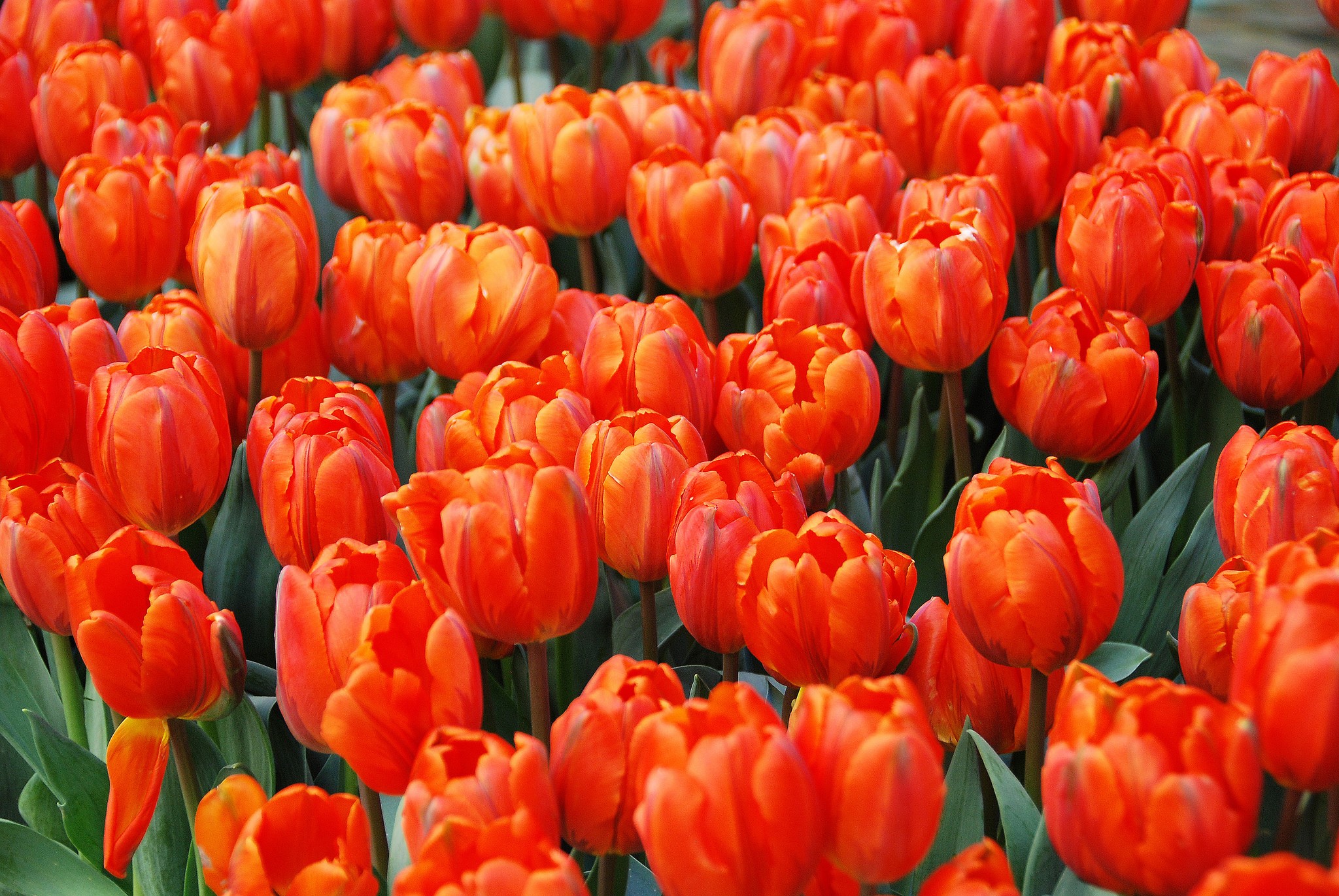 A field of vibrant orange tulips HD Wallpaper