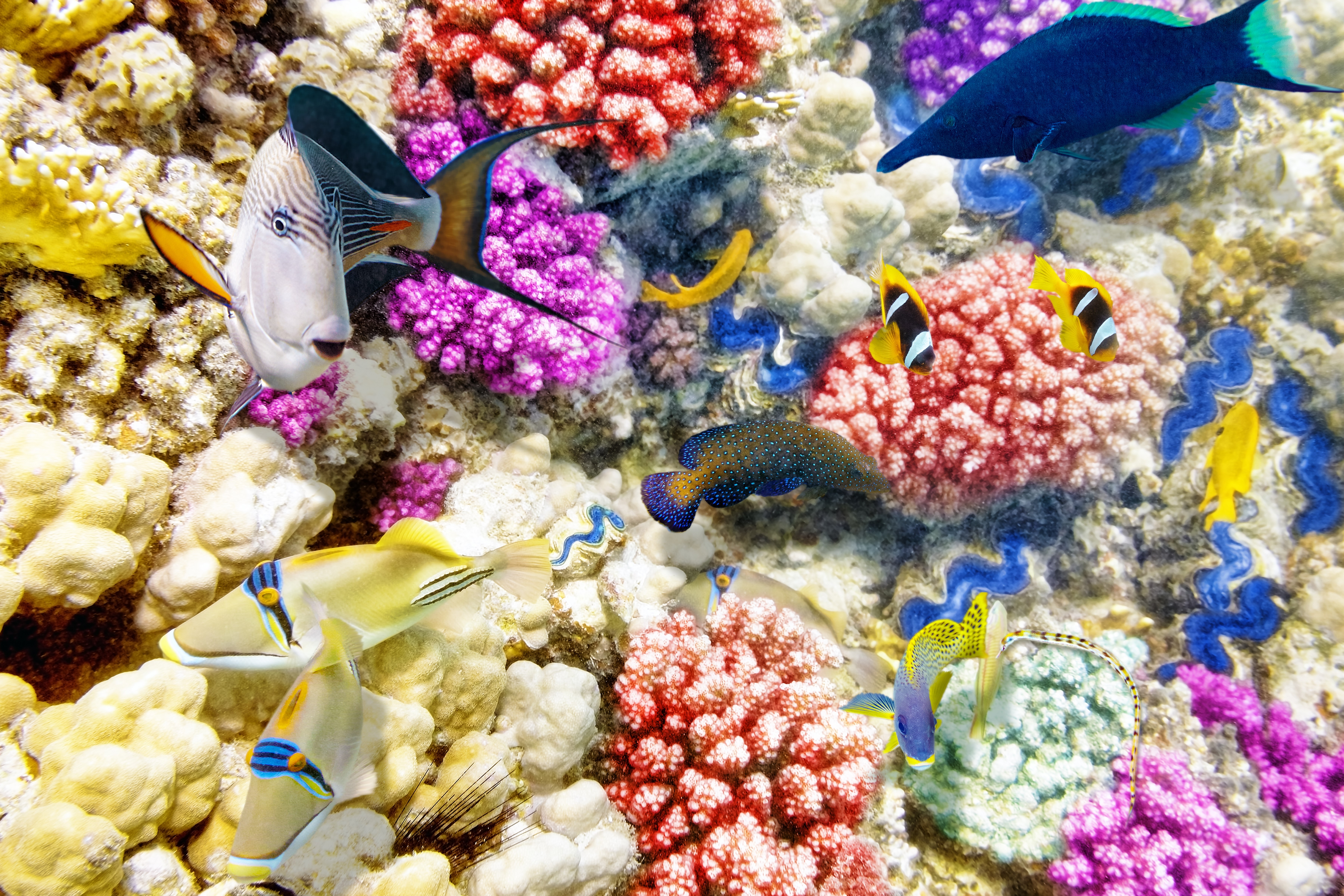 Underwater world with corals and fish HD Wallpaper