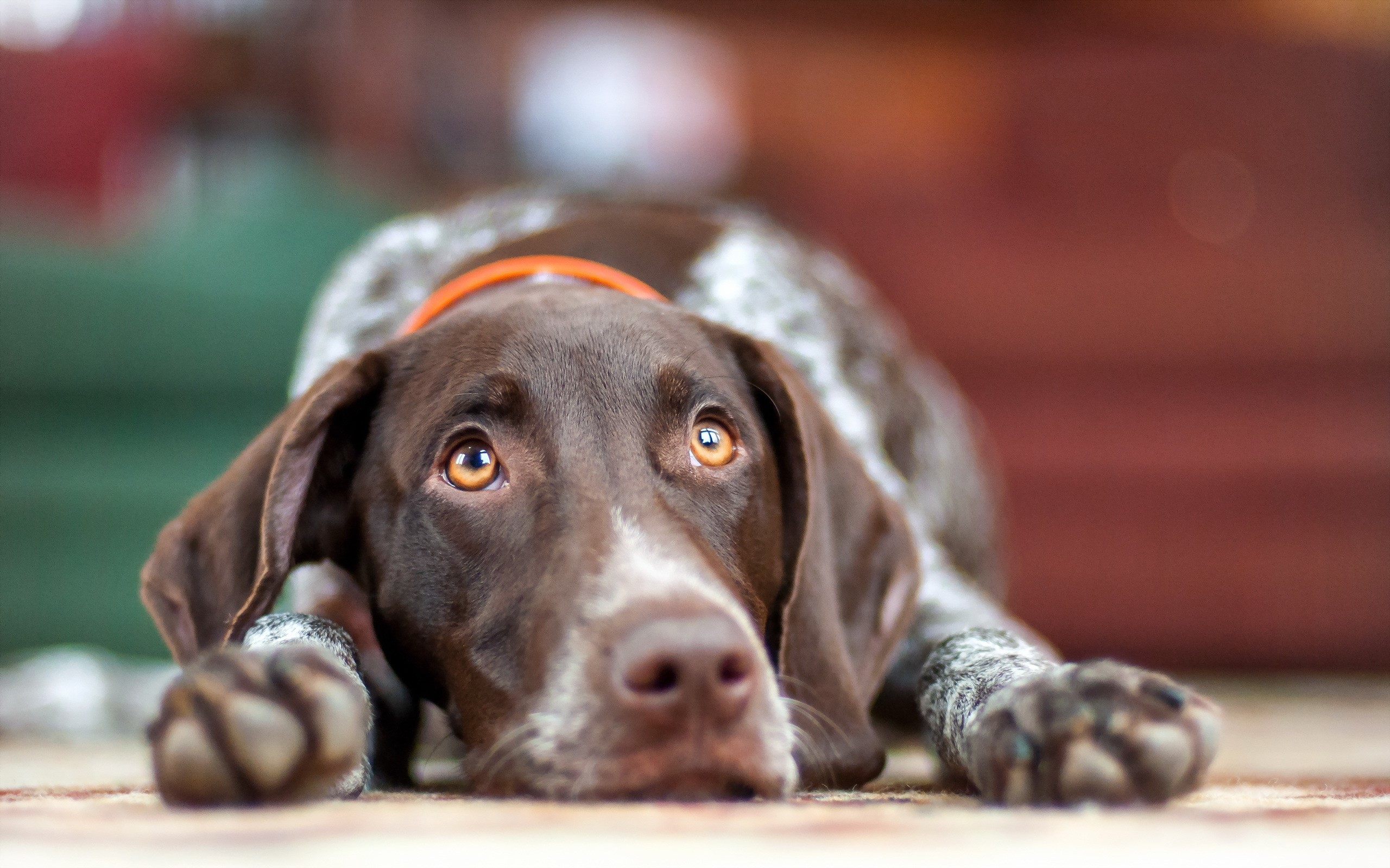 German Shorthaired Pointer dog lying down HD Wallpaper