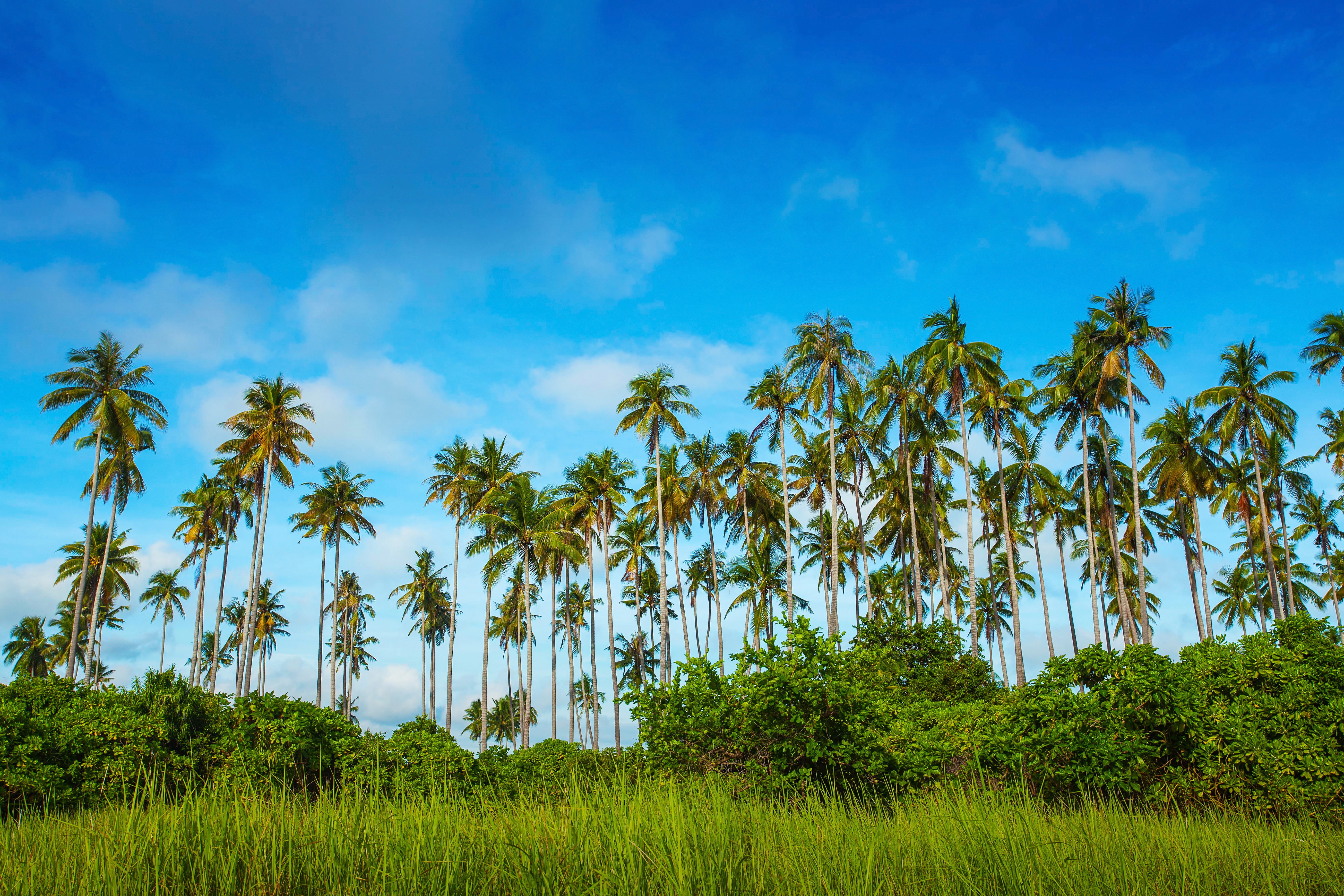 Palm trees on Bohey Dulang Island, Malaysia HD Wallpaper