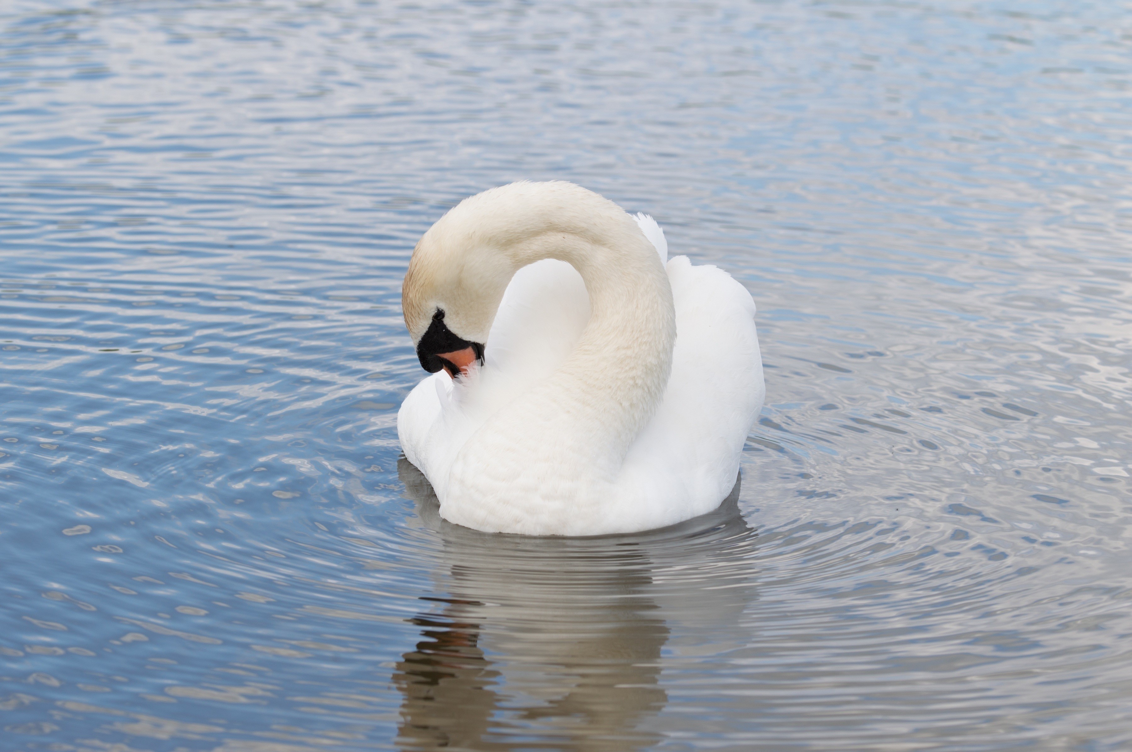 White swan preening on rippling blue water HD Wallpaper