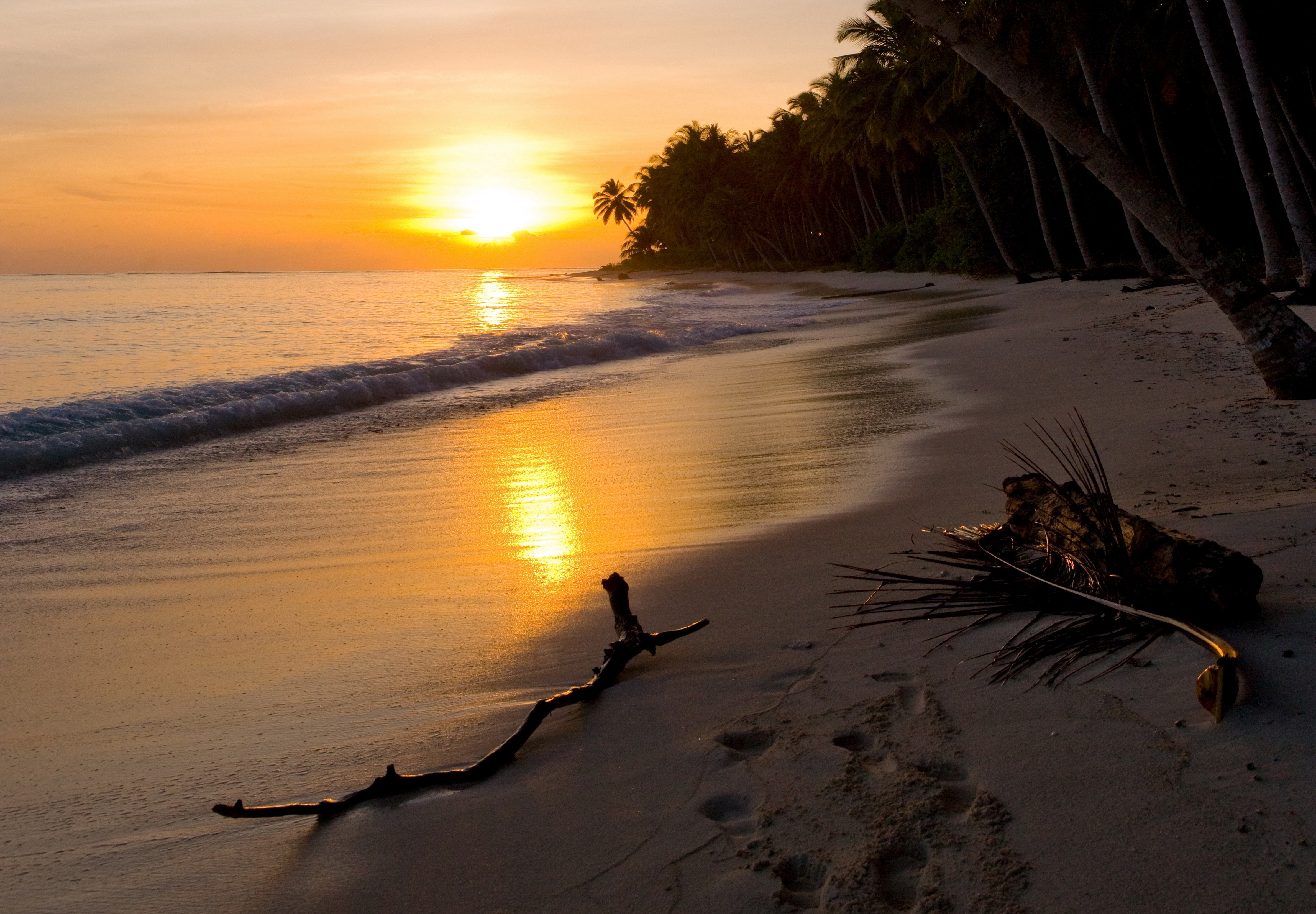 Sunset over a tropical beach with palm trees HD Wallpaper