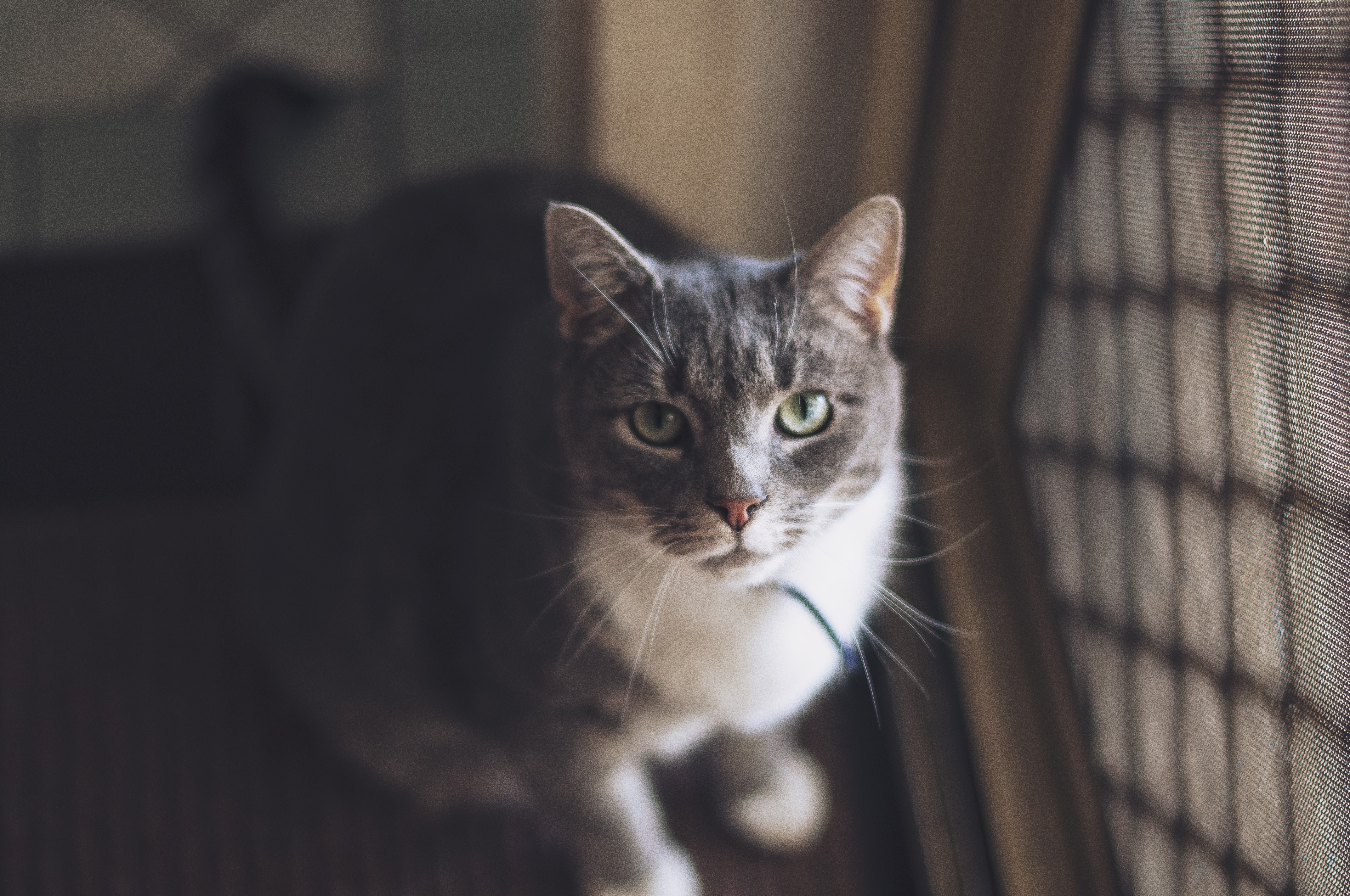 4K Cat HD Wallpaper