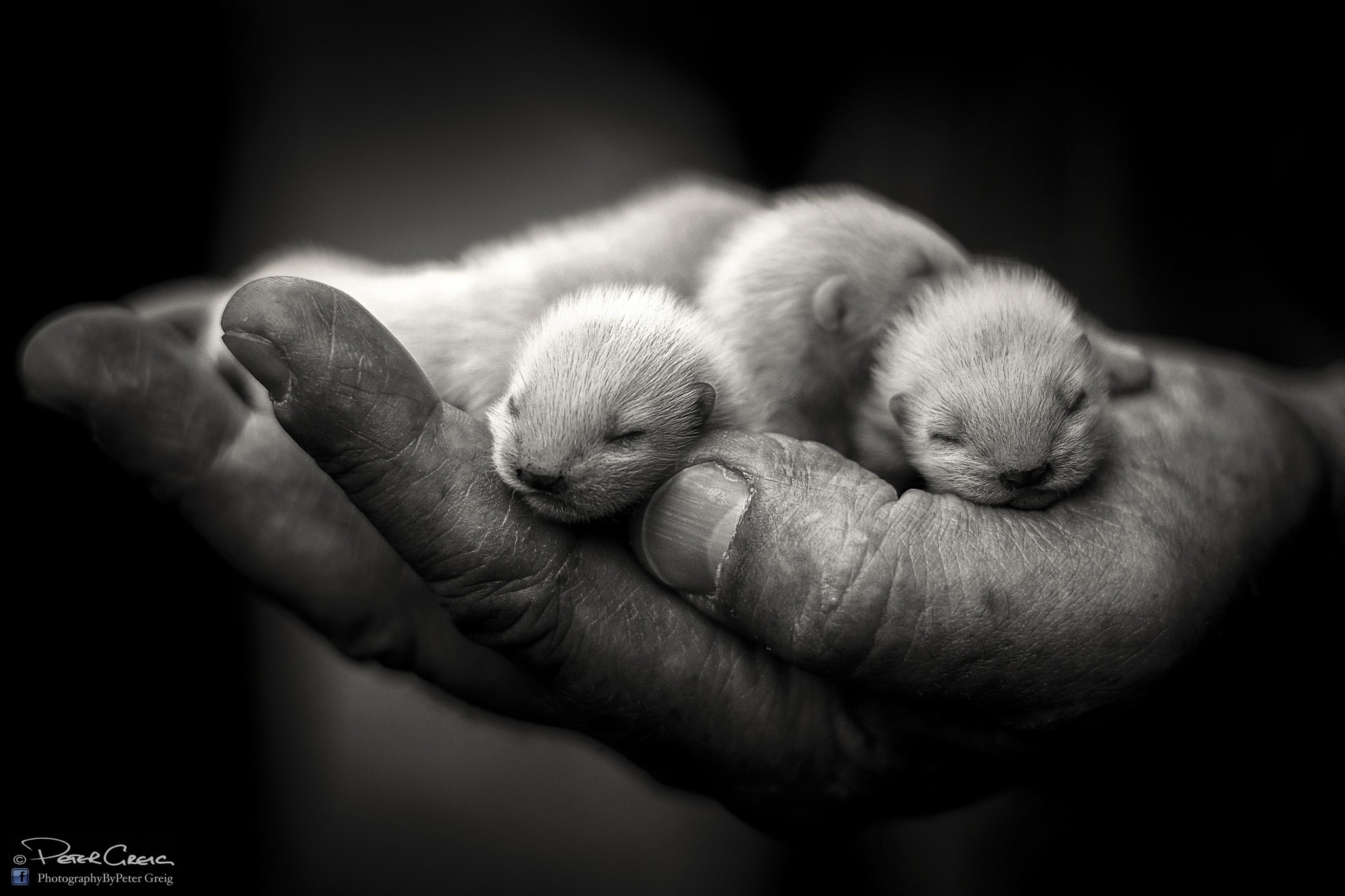 Newborn cubs sleeping in a hand HD Wallpaper