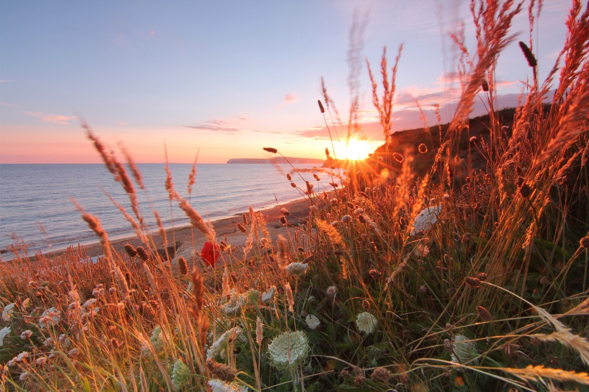 Sunset over the sea with tall grass in the foreground HD Wallpaper