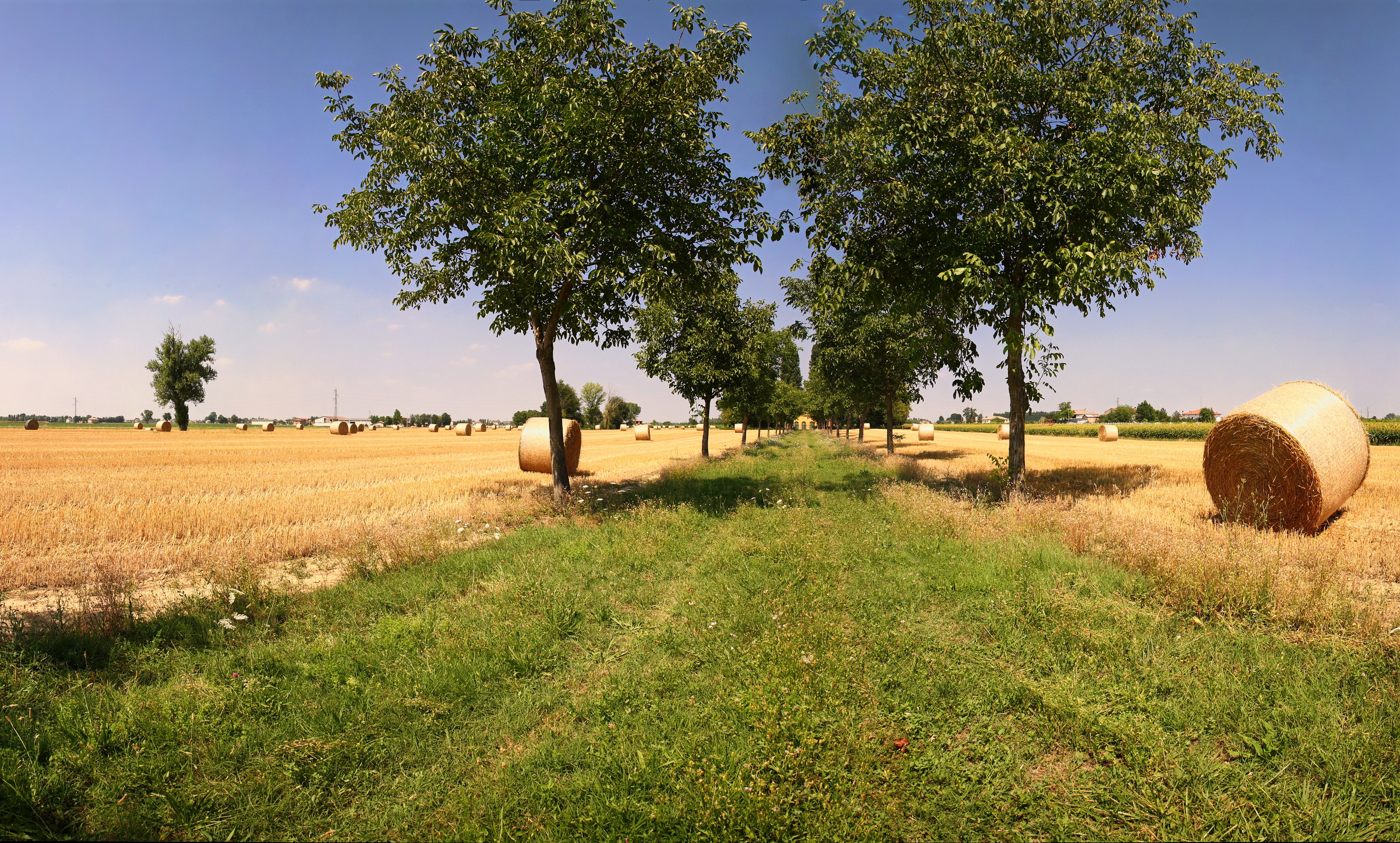 Hay bales in a field with trees HD Wallpaper