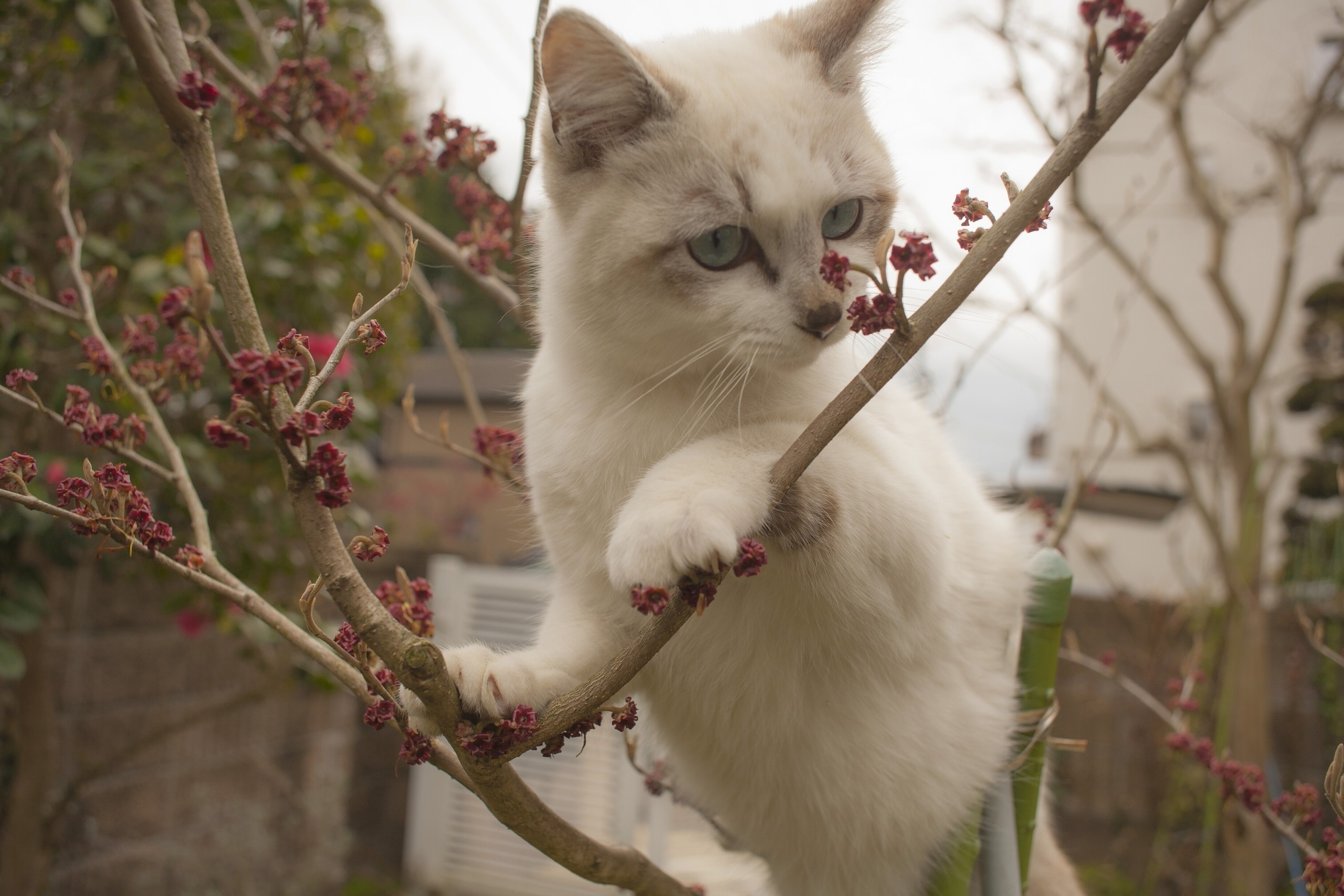 Kitten climbing on a tree with red buds HD Wallpaper