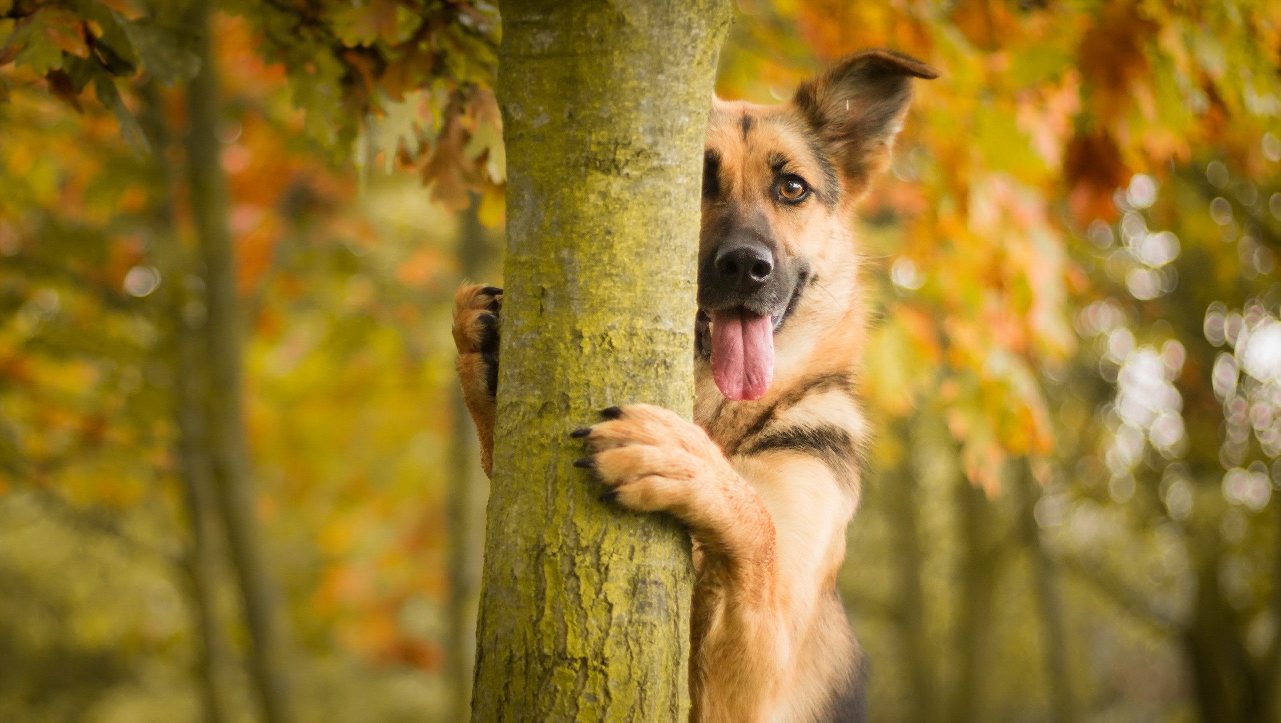 German Shepherd peeking from behind a tree trunk HD Wallpaper