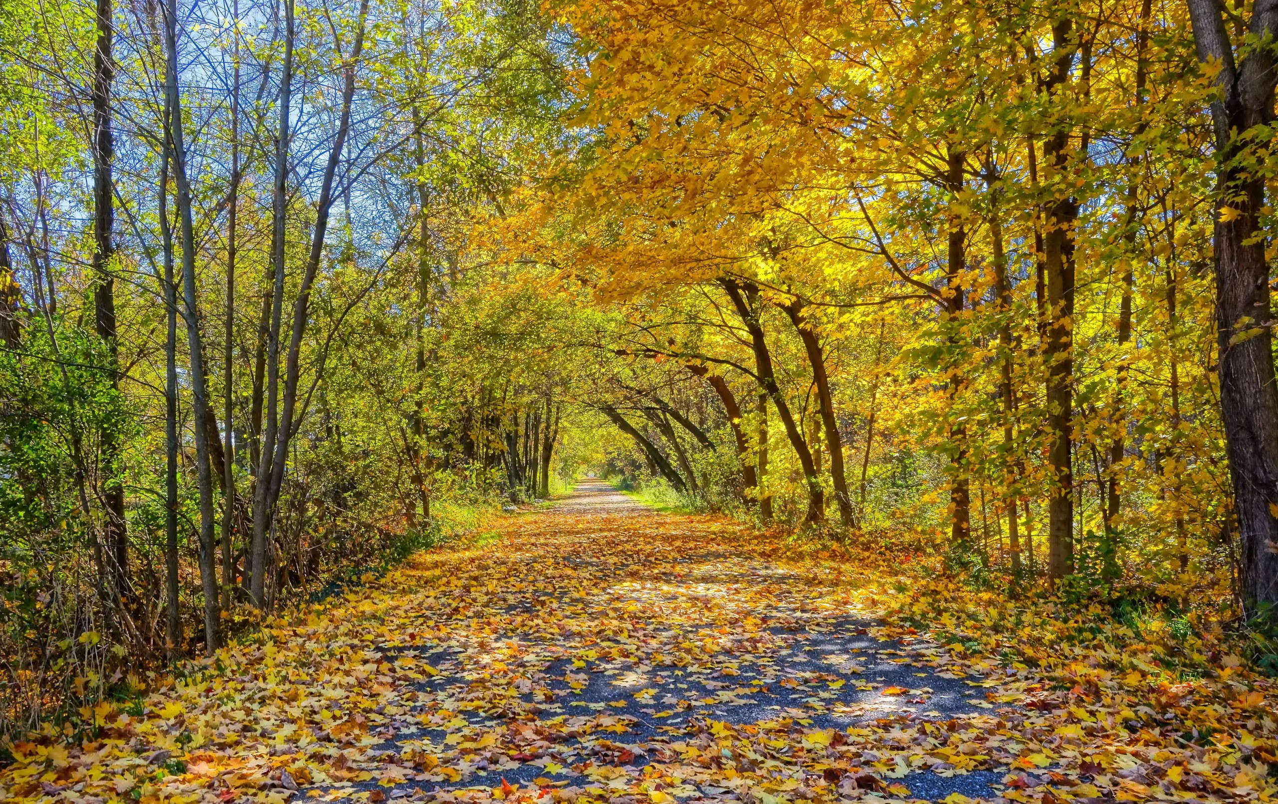 Autumn path covered in fallen leaves HD Wallpaper