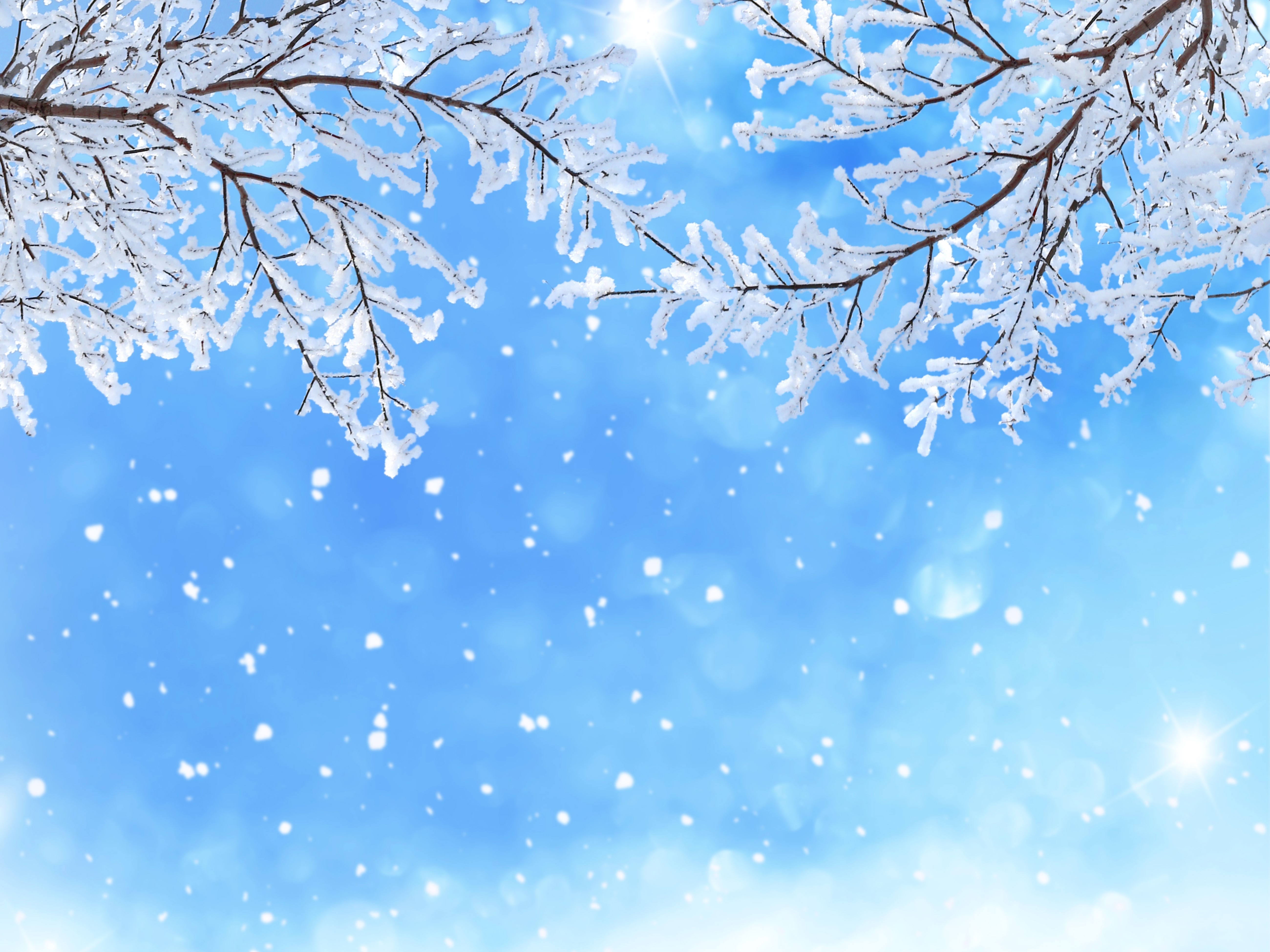 Winter branches covered in snow against a blue sky HD Wallpaper