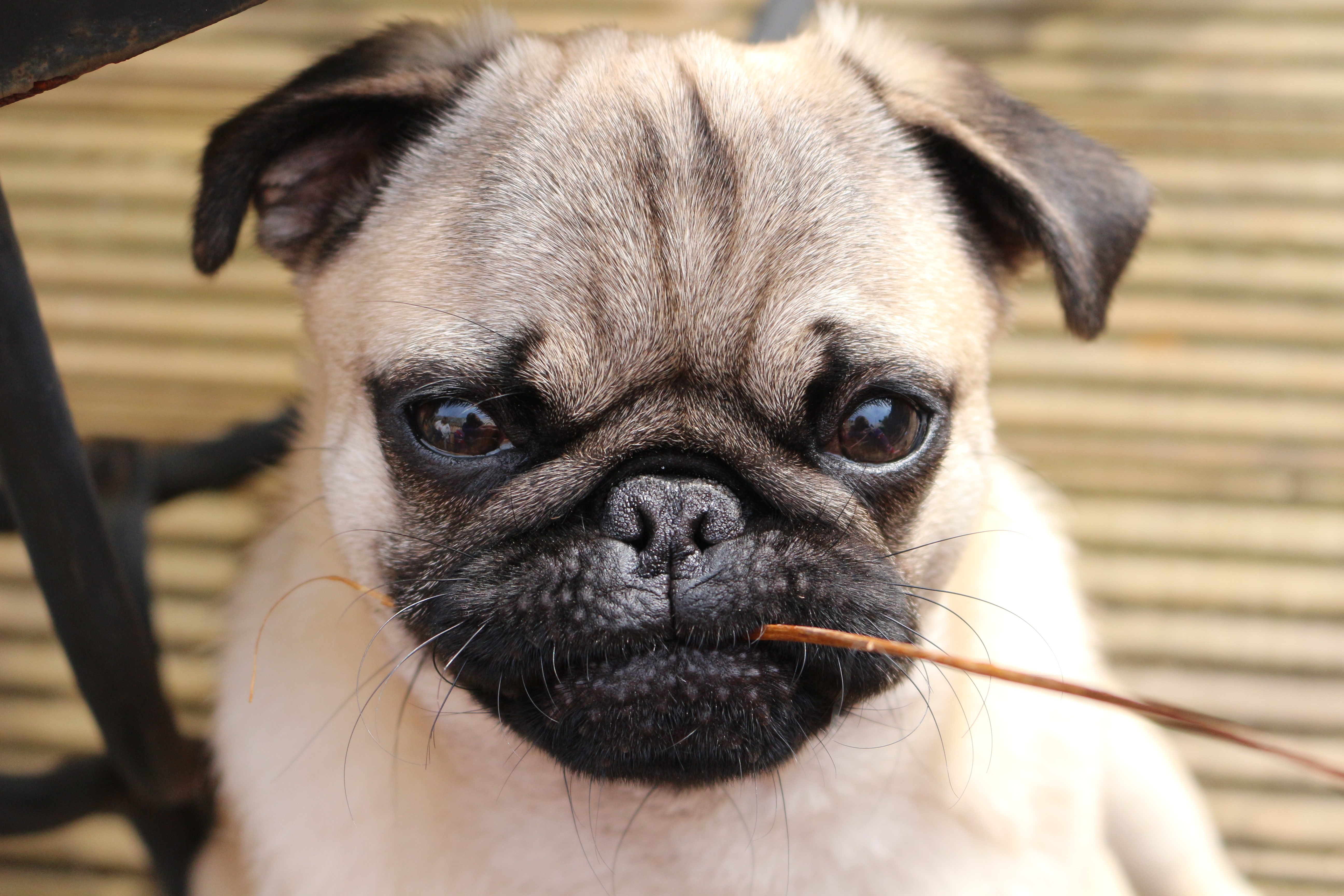 Close-up of a Pug puppy with a stick HD Wallpaper