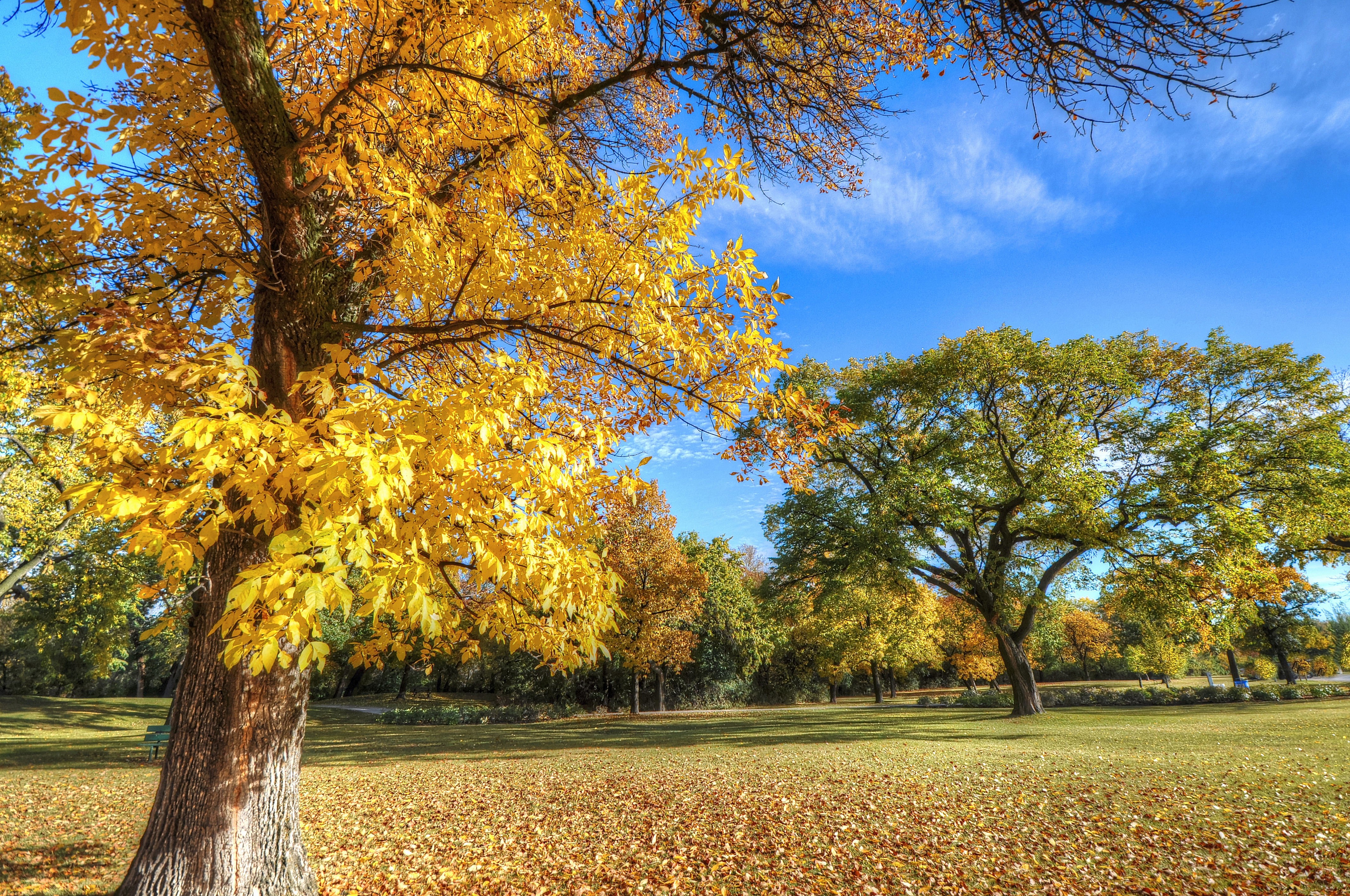 Autumn Park with Yellow and Green Trees HD Wallpaper