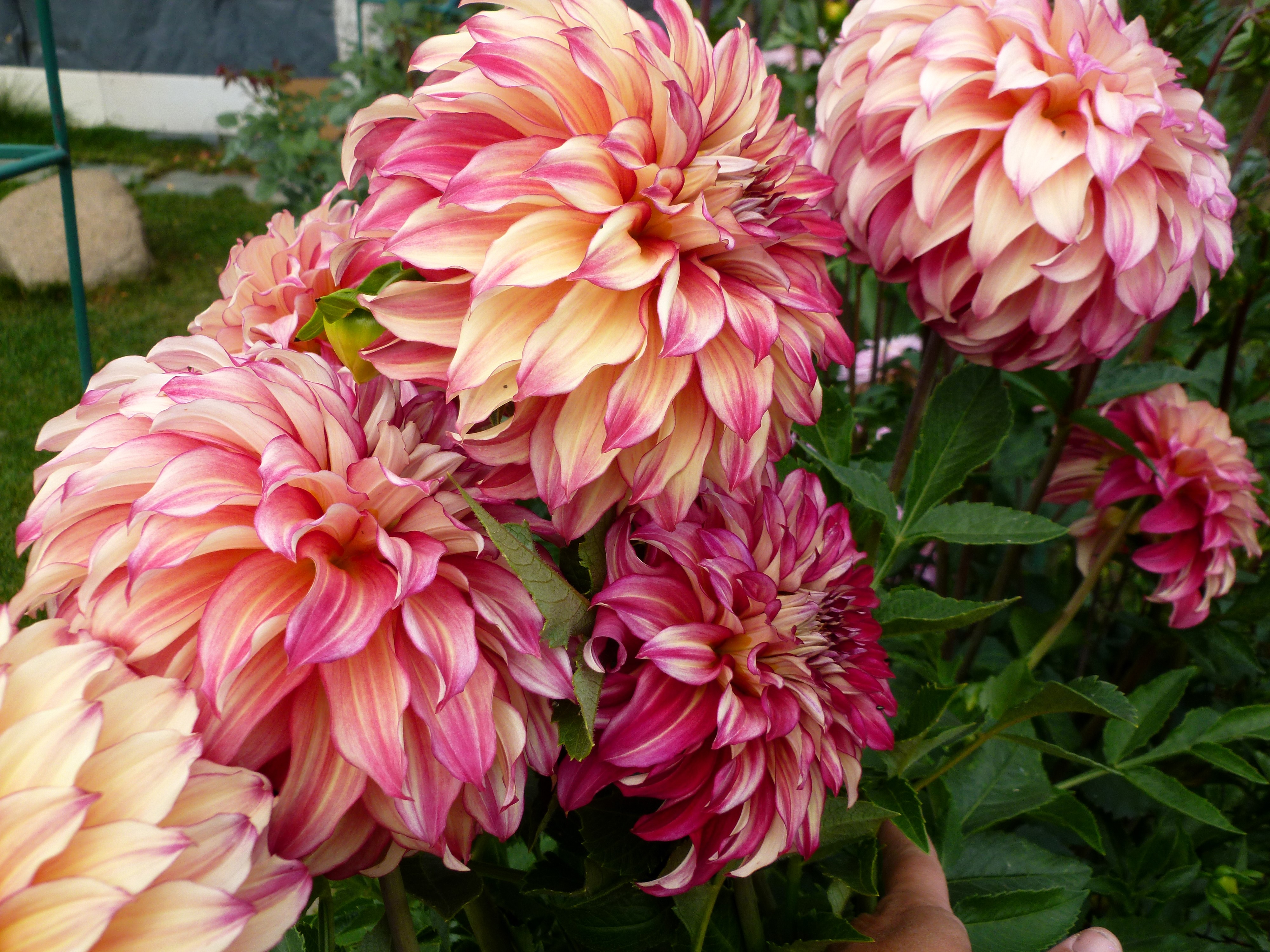 4K Dahlias Closeup HD Wallpaper