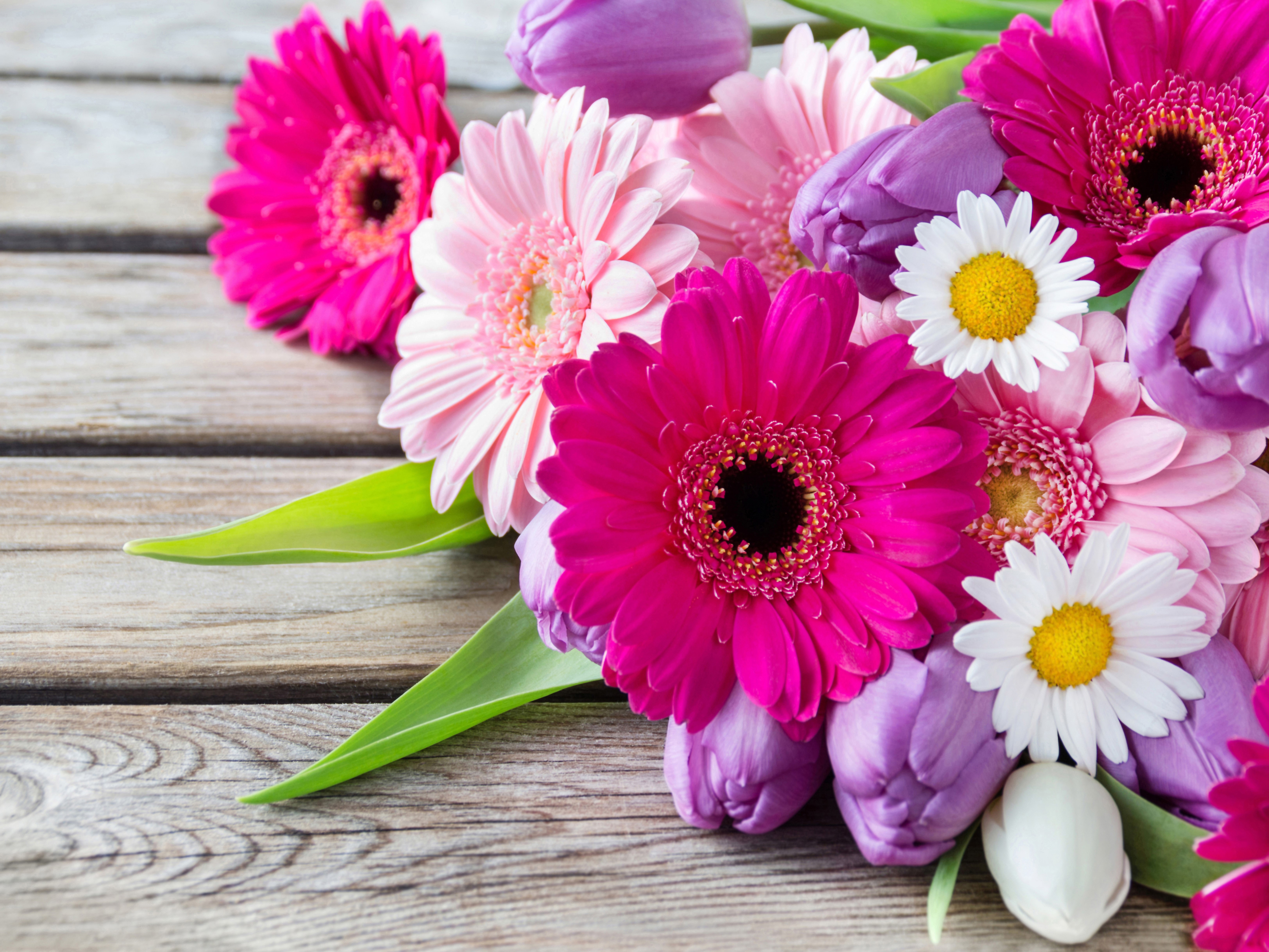 Gerberas, Camomiles, and Tulips on Wood Planks HD Wallpaper
