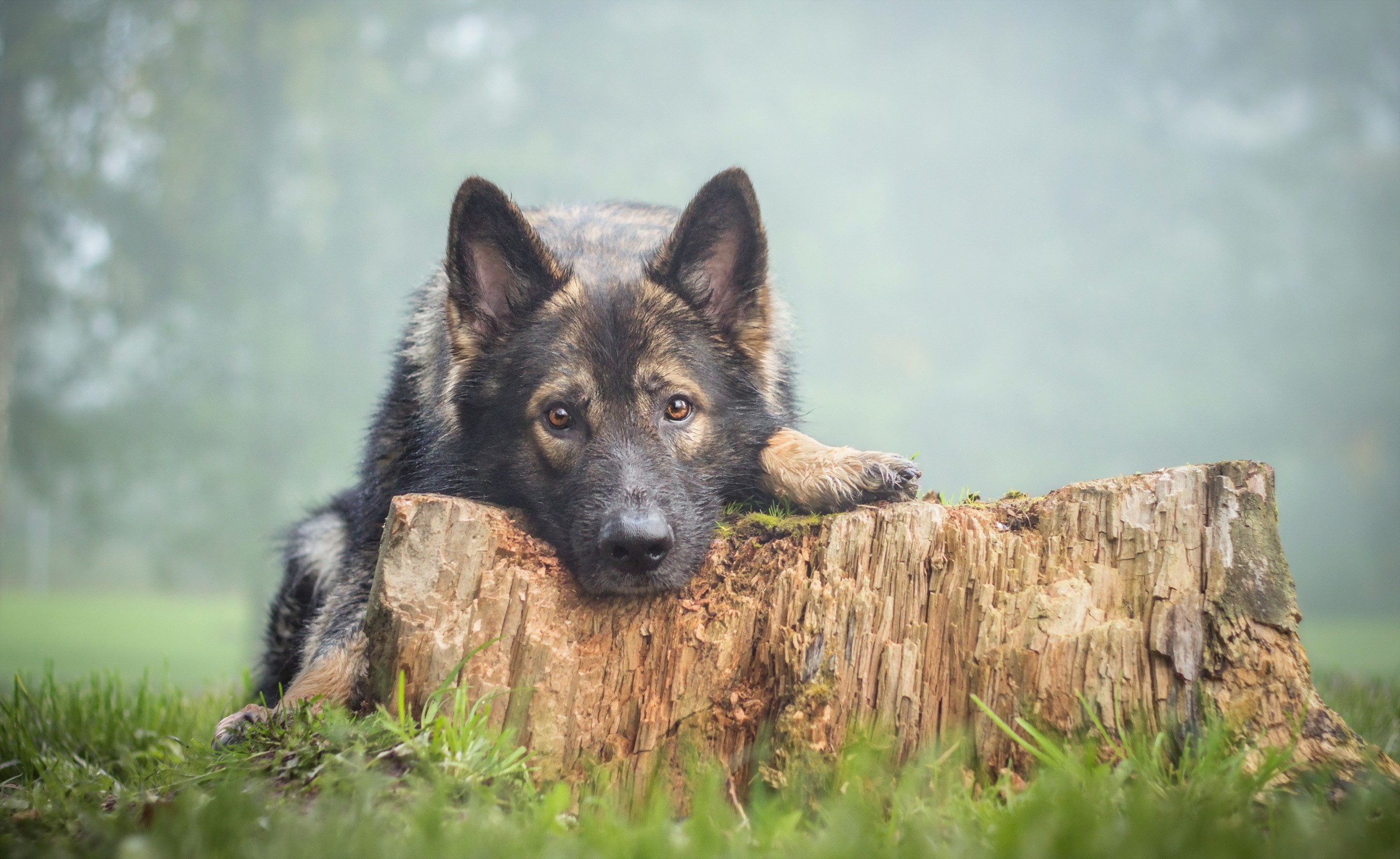 German Shepherd dog resting on a tree stump HD Wallpaper