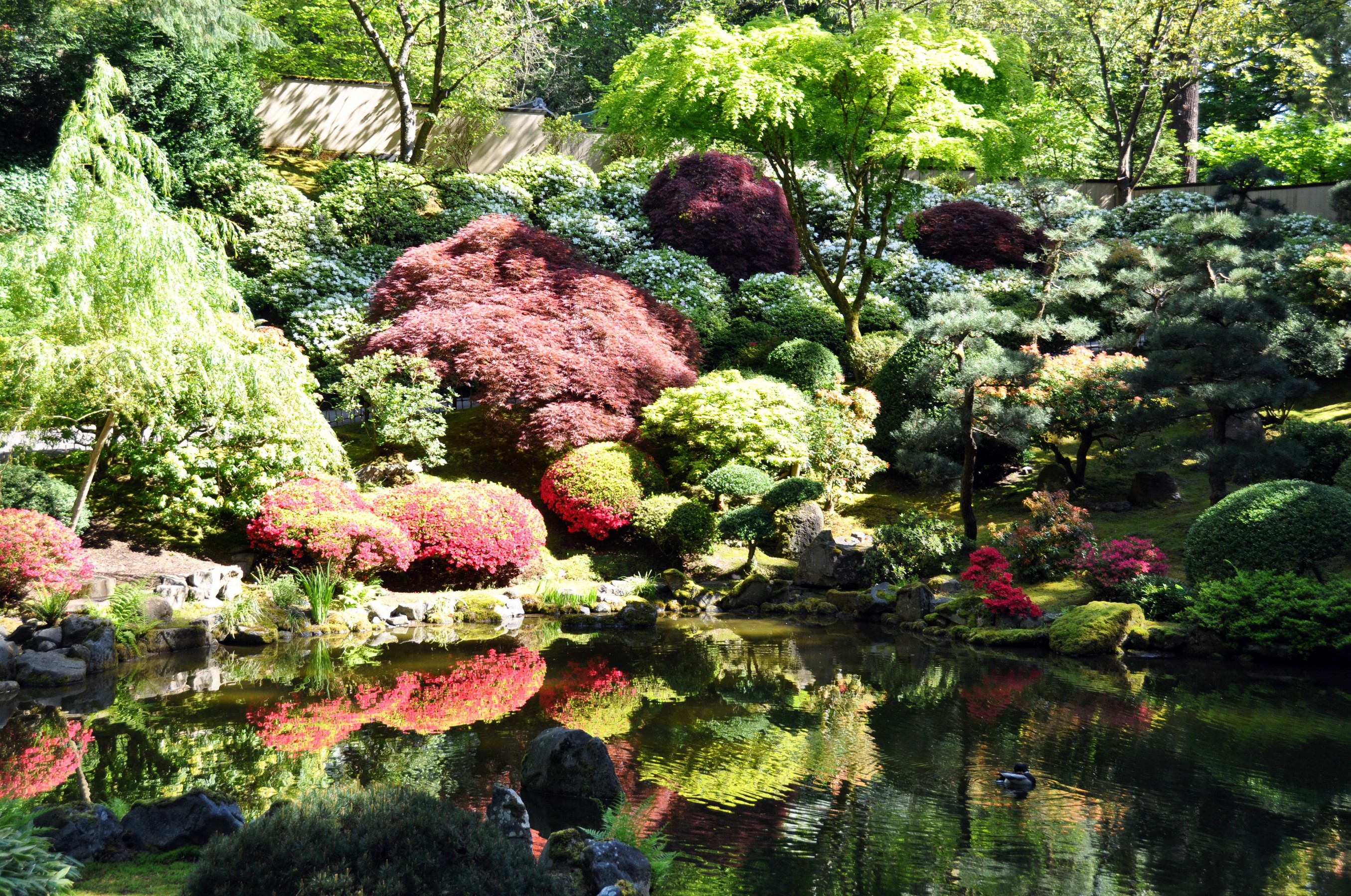 Portland Japanese Garden with pond and colorful trees HD Wallpaper