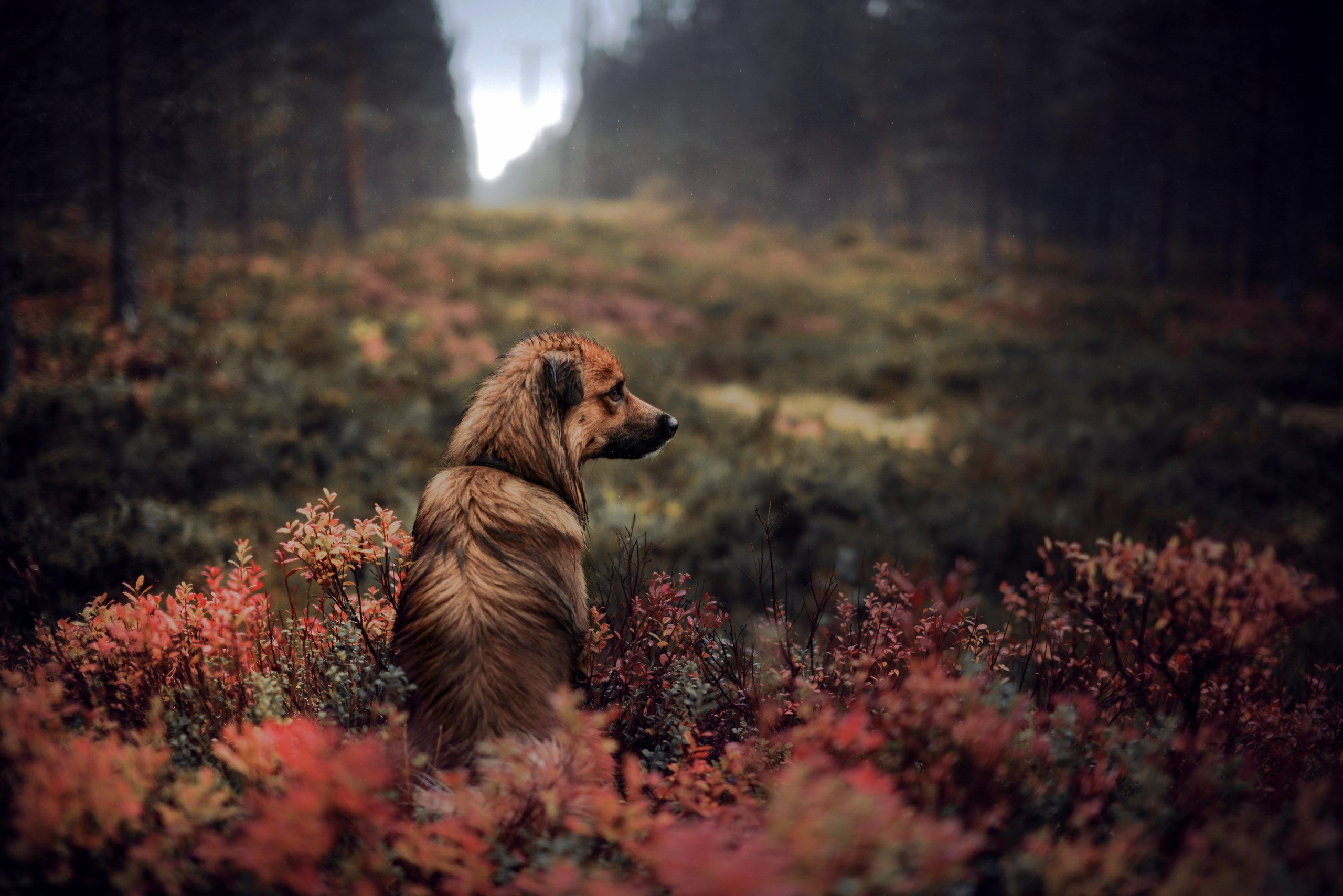 Dog sitting in autumn forest HD Wallpaper
