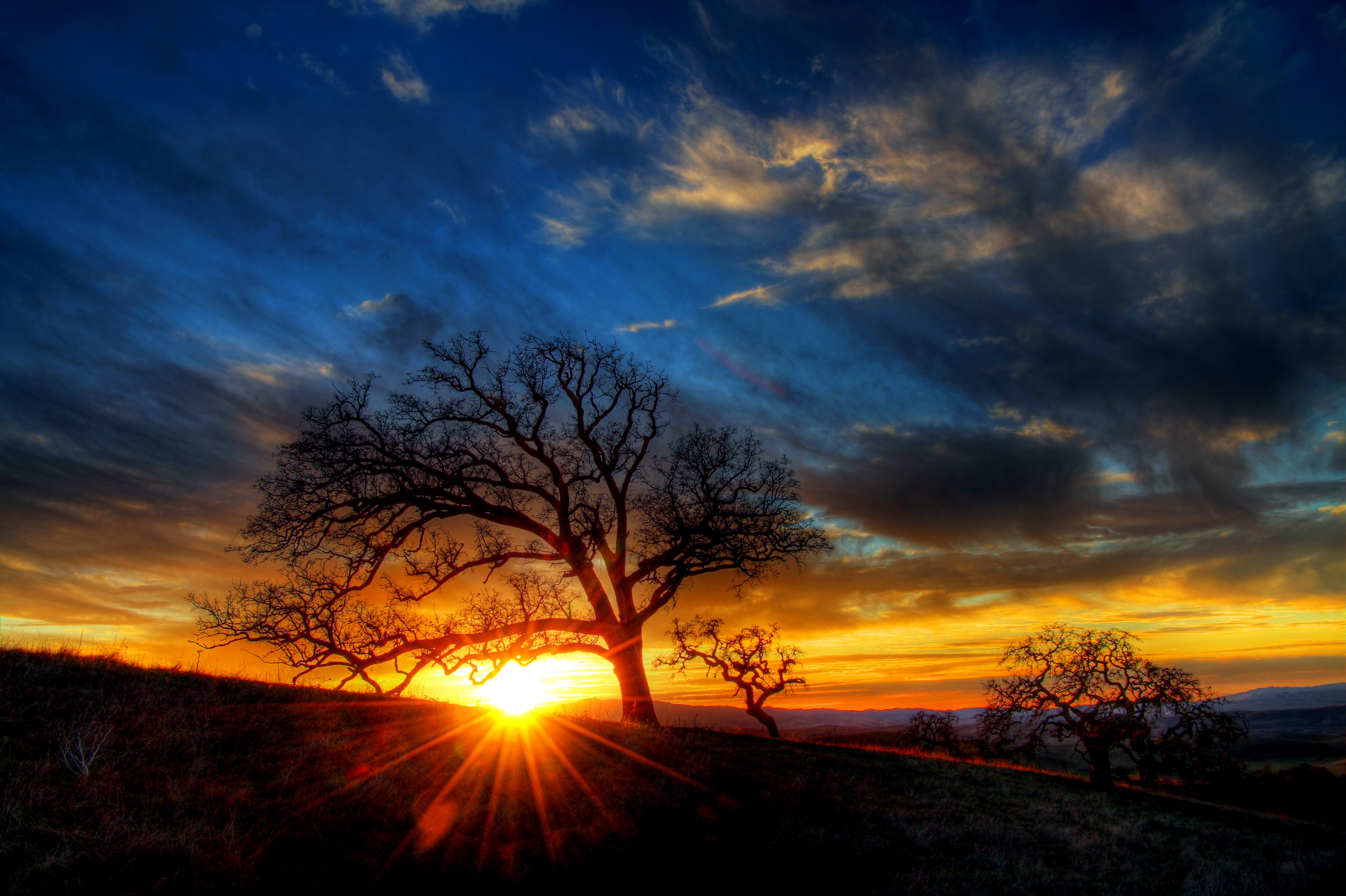4K Vibrant Sunset With Silhouetted Trees HD Wallpaper