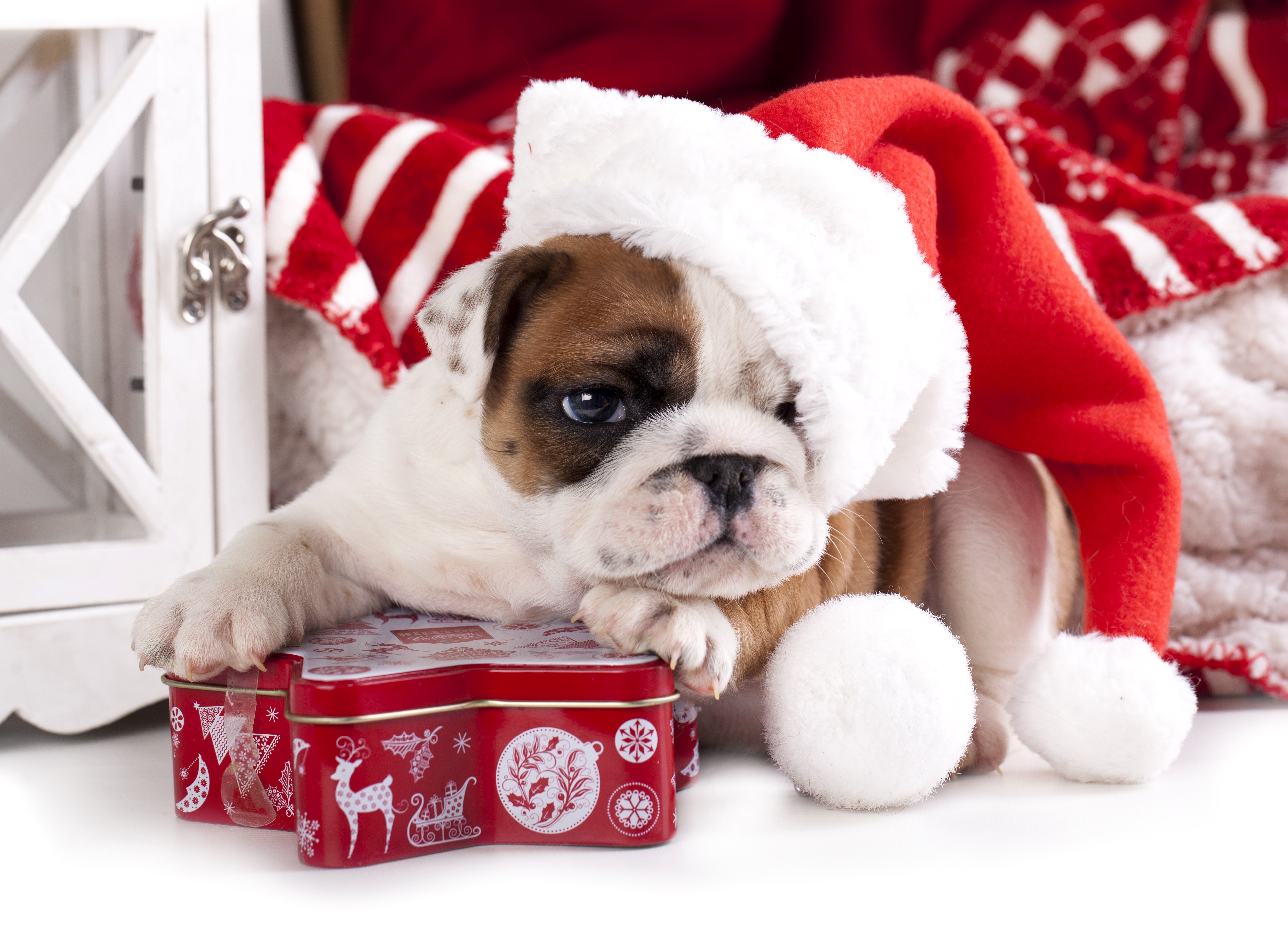 Bulldog puppy wearing a Santa hat with Christmas decorations HD Wallpaper